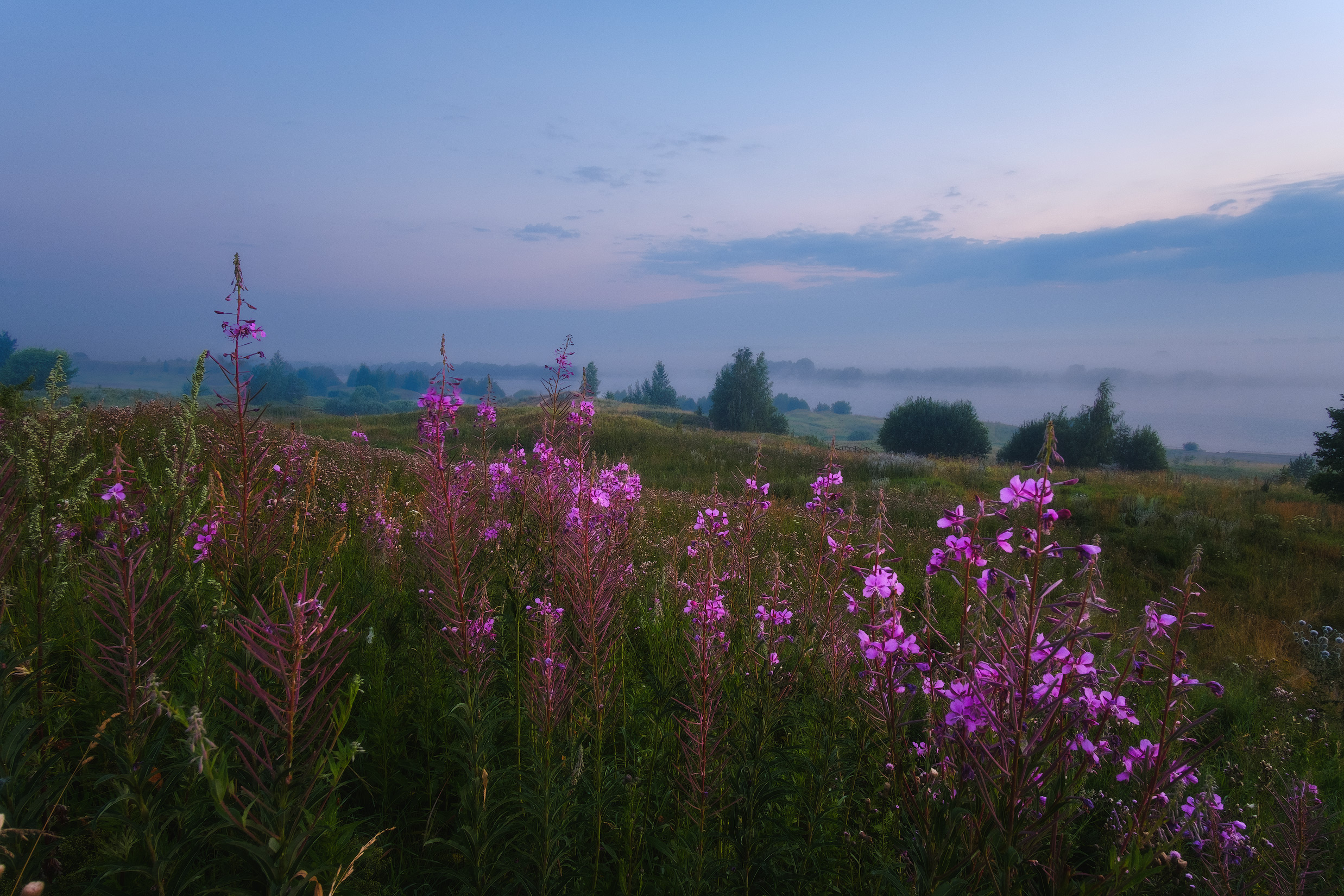 Free photo Ivan-tea at dawn