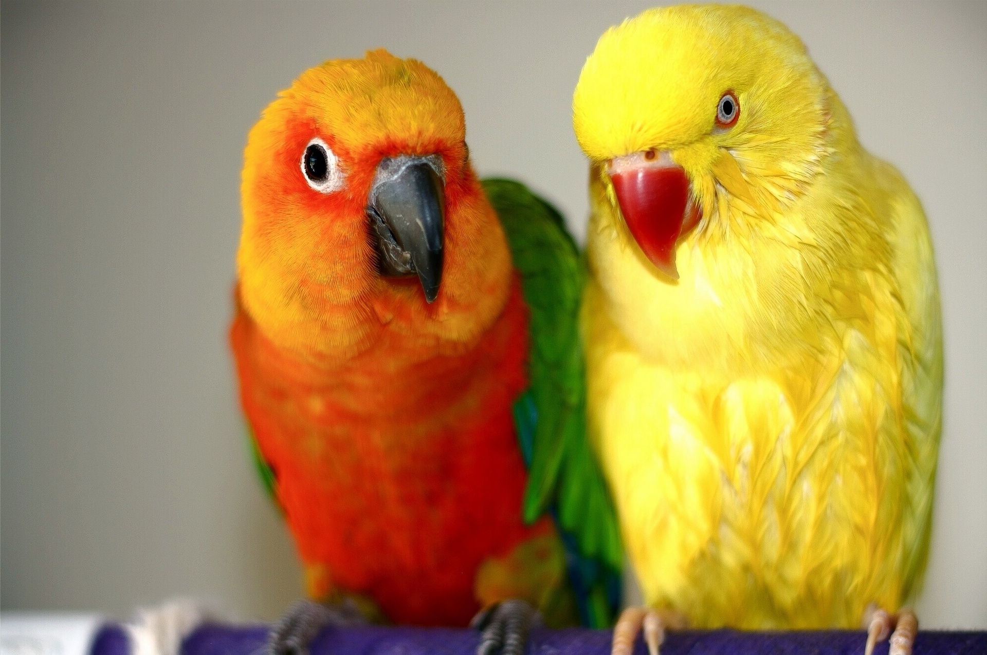 Brightly colored parrots