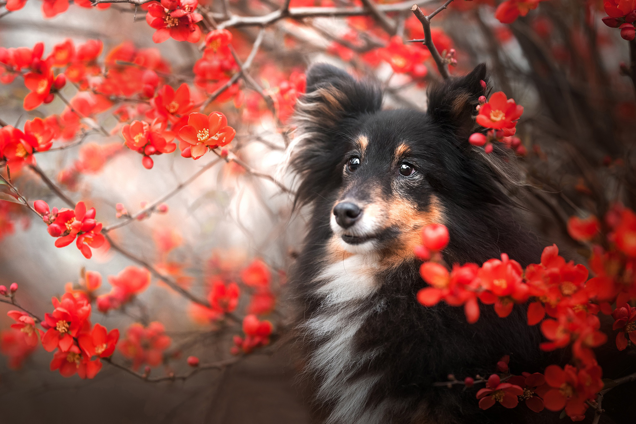 免费照片雪橇犬的肖像，以花为背景