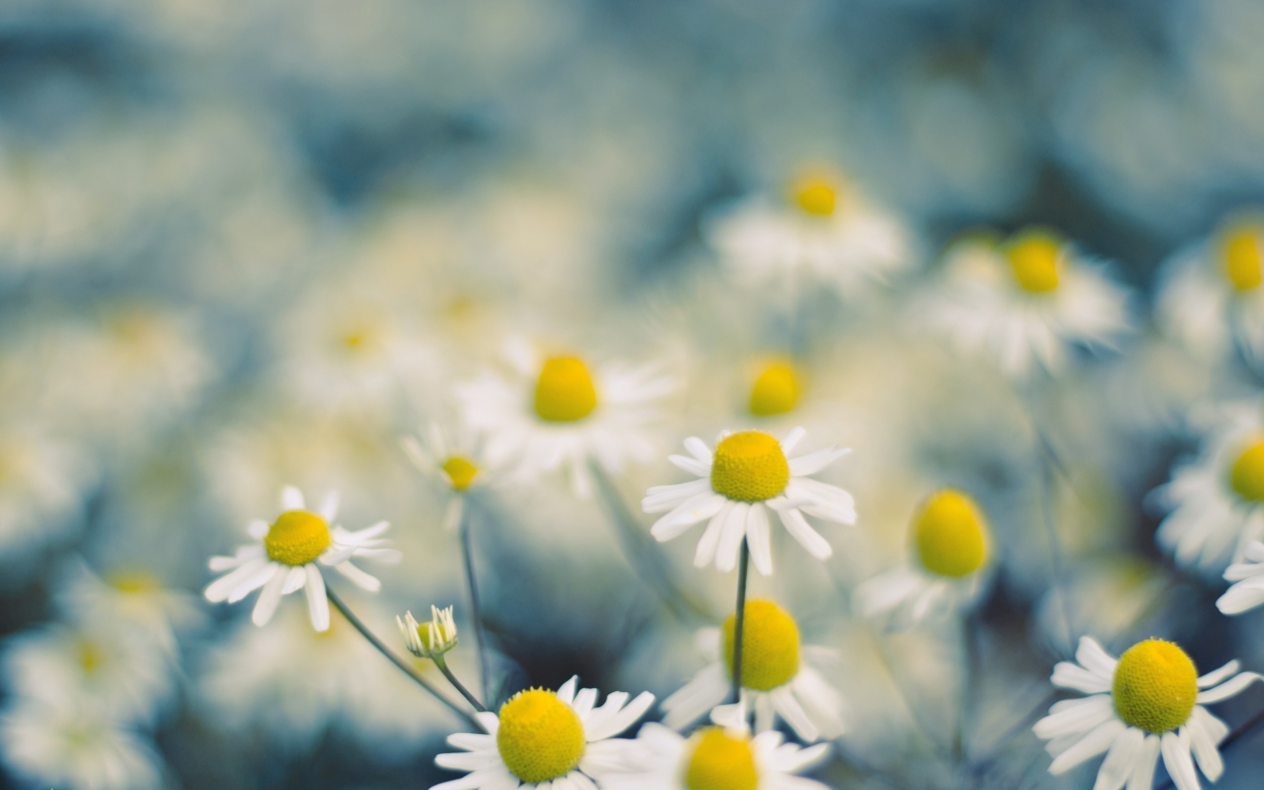 Wallpapers wallpaper daisies macro cute on the desktop