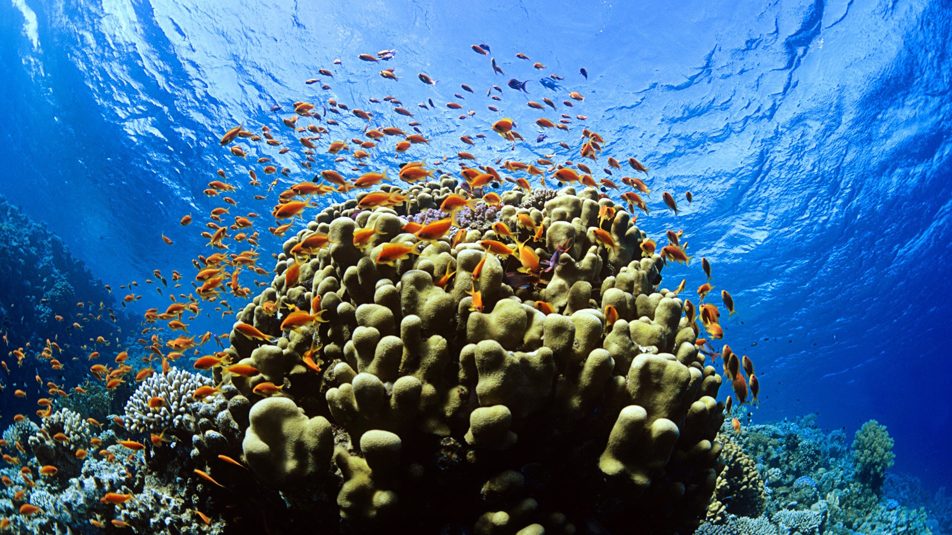 Wallpapers animals sea fish on the desktop