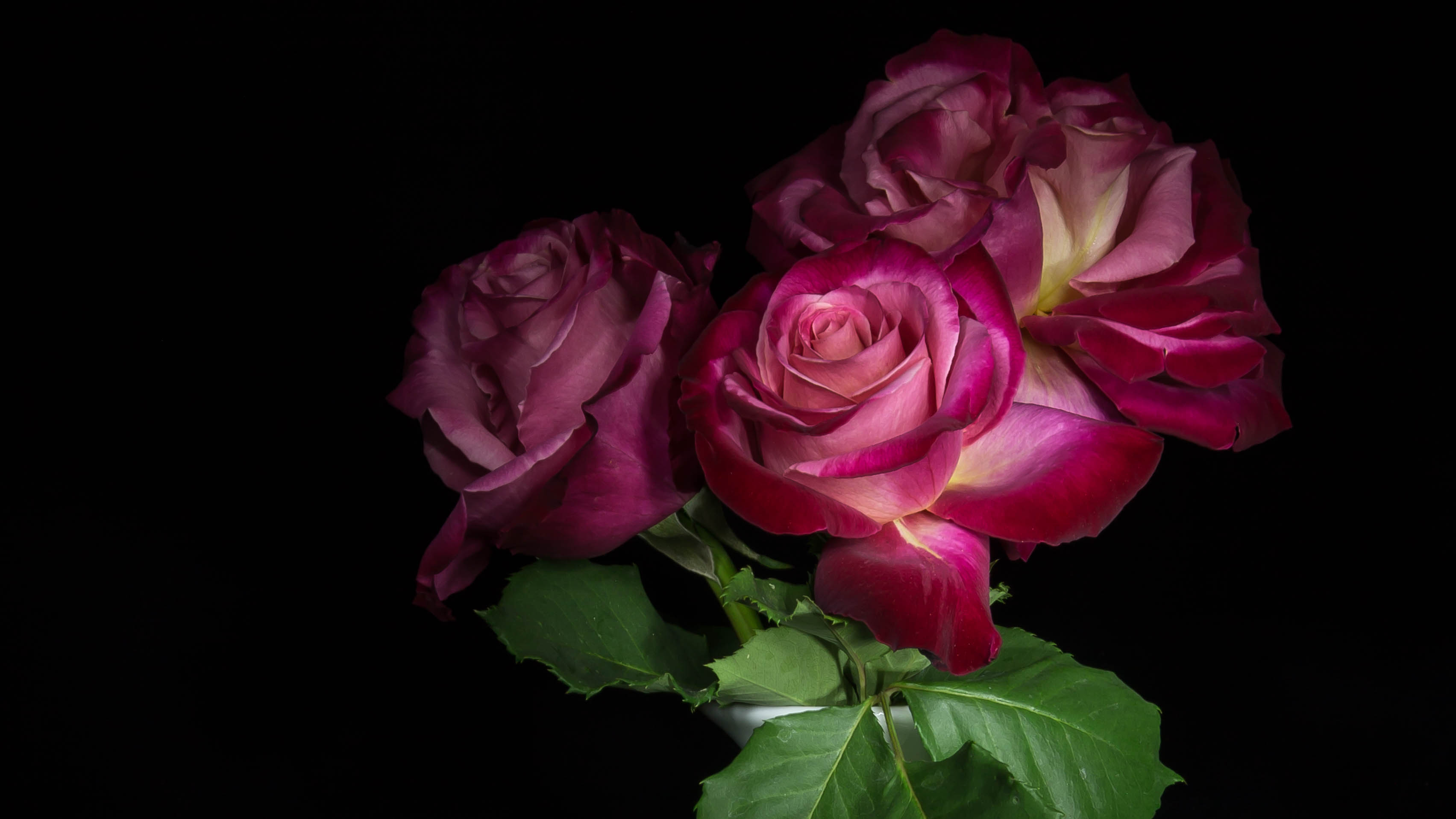 桌面上的壁纸花 粉红的花朵 三朵玫瑰