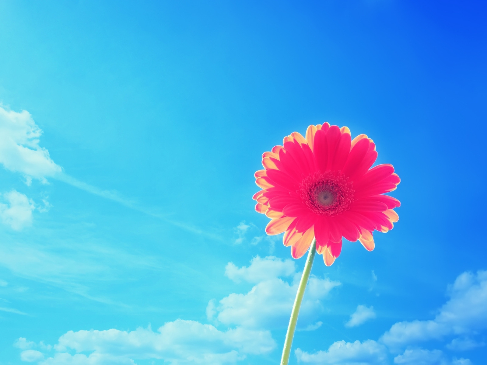 Pink gerbera on the background of the sky