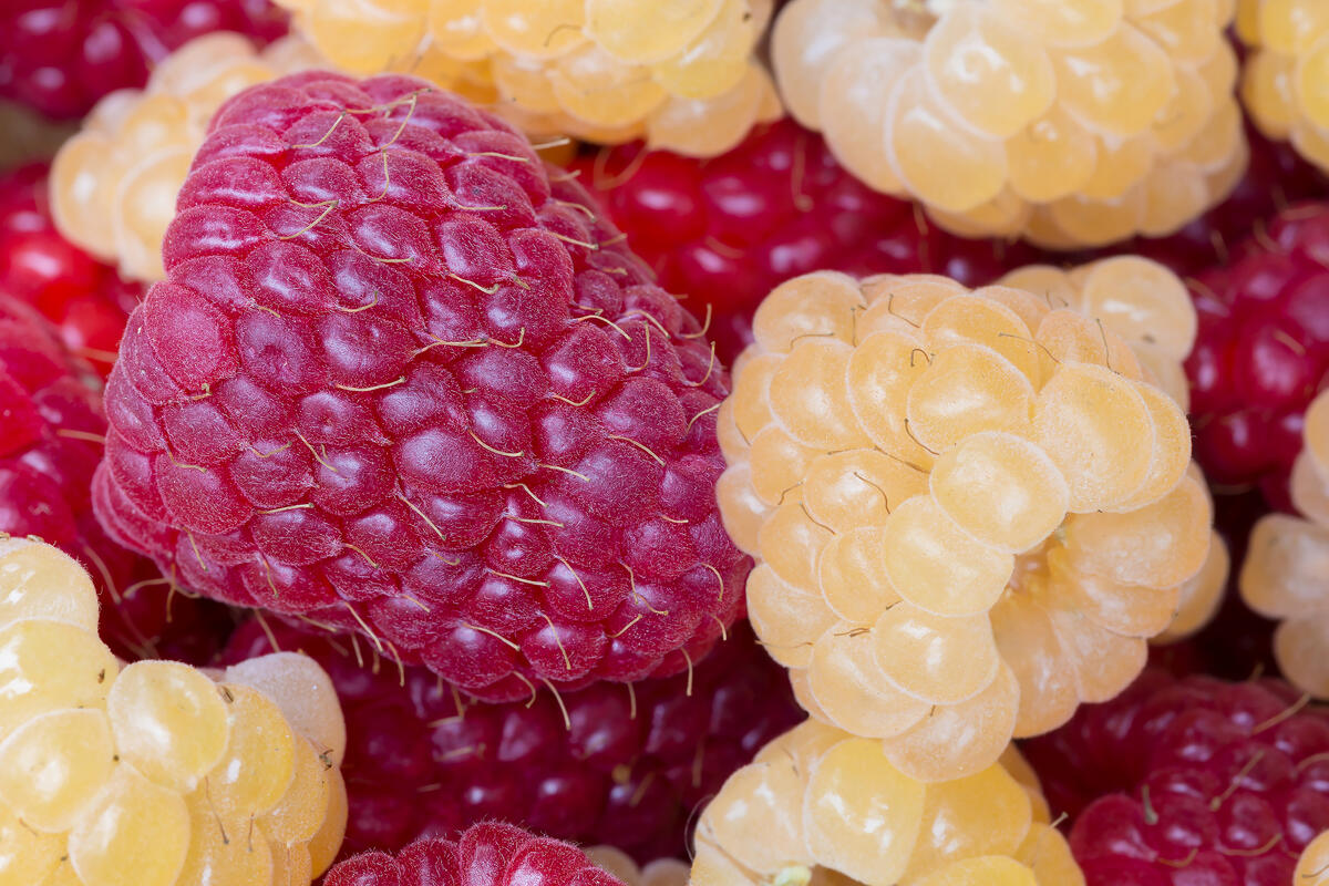 Big Raspberry · free photo from denisark - pictures and wallpapers