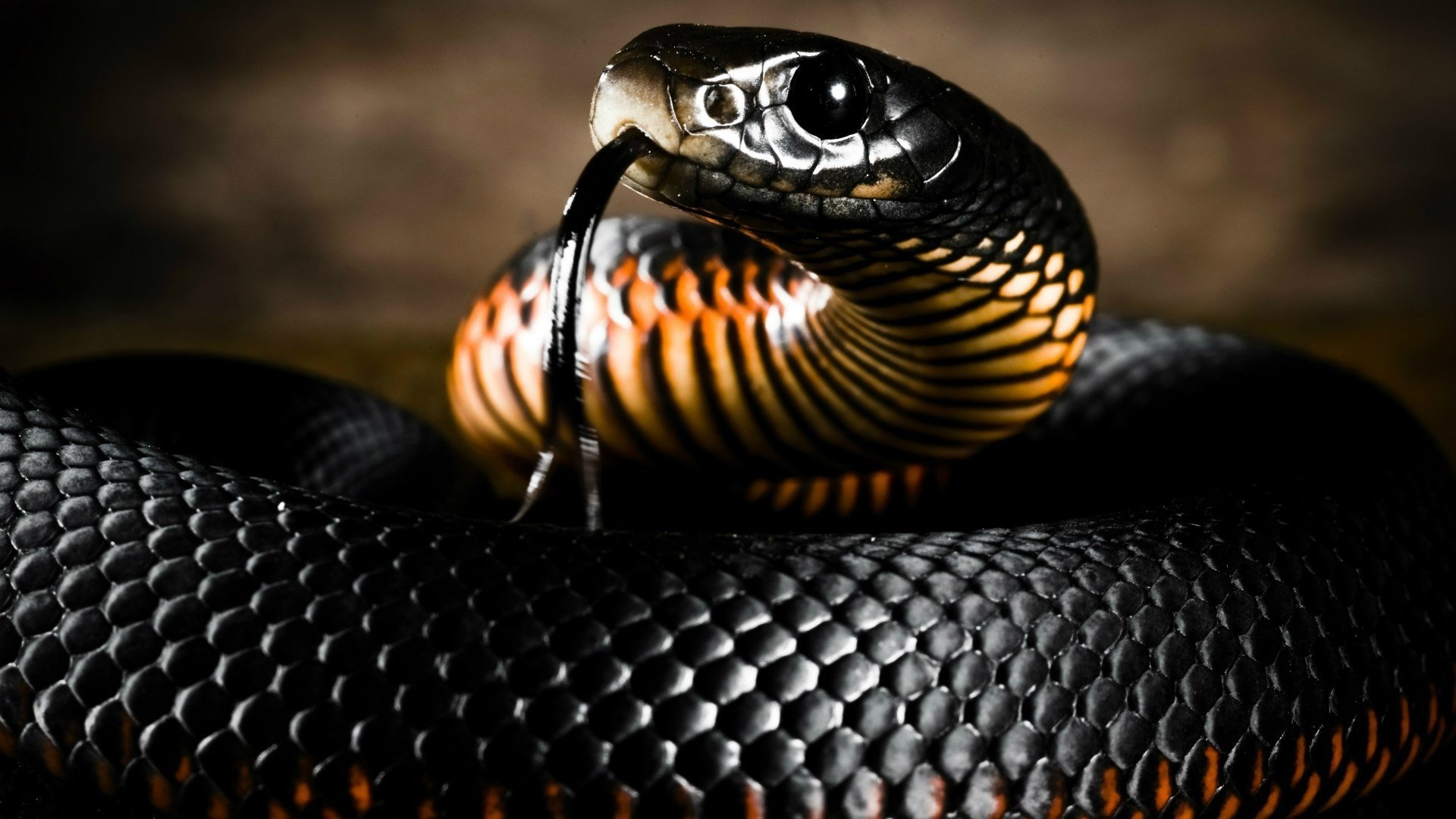 Бесплатное фото Гремучая змея черного цвета