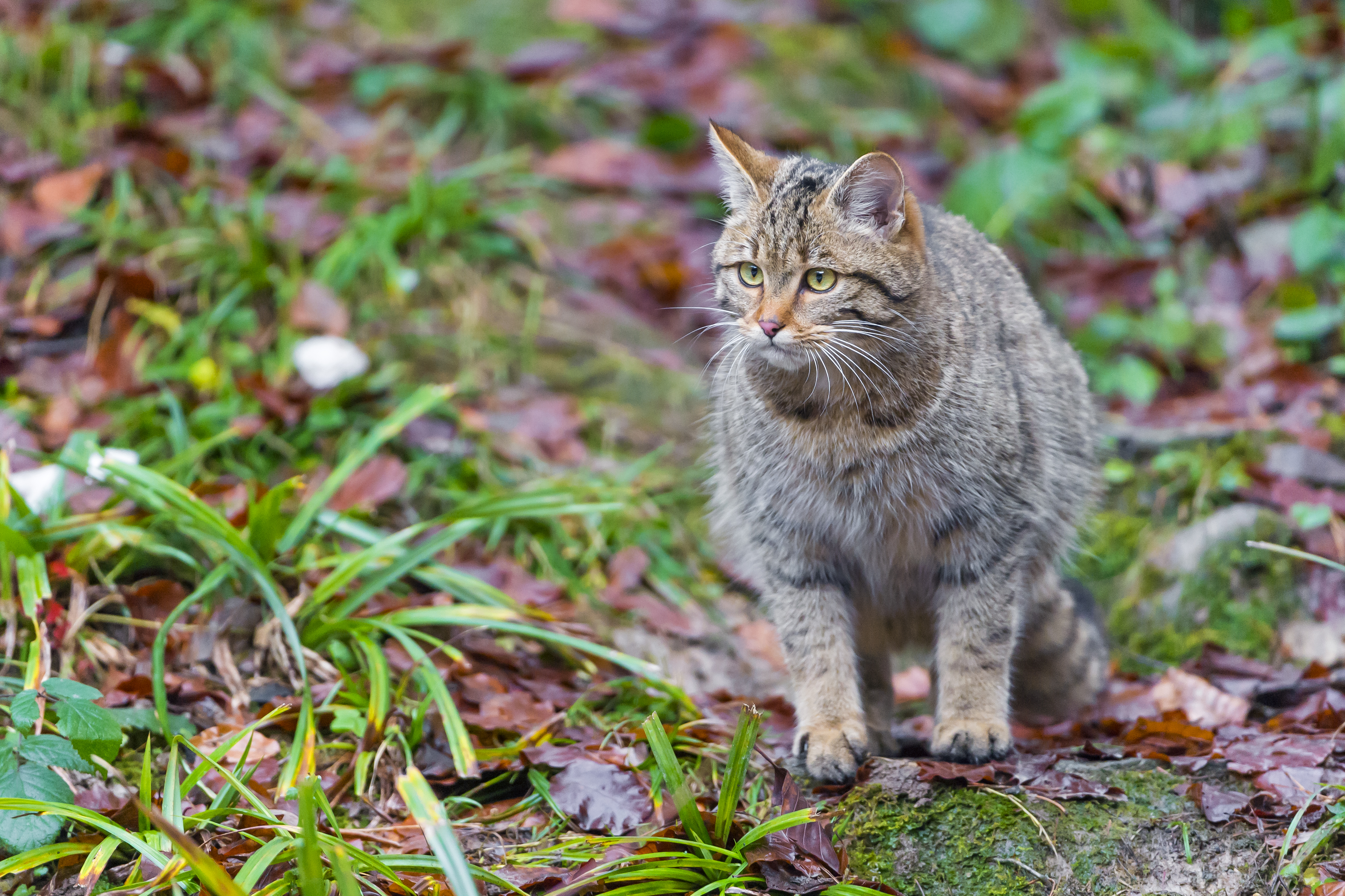 桌面上的壁纸野生猫 猫 动物