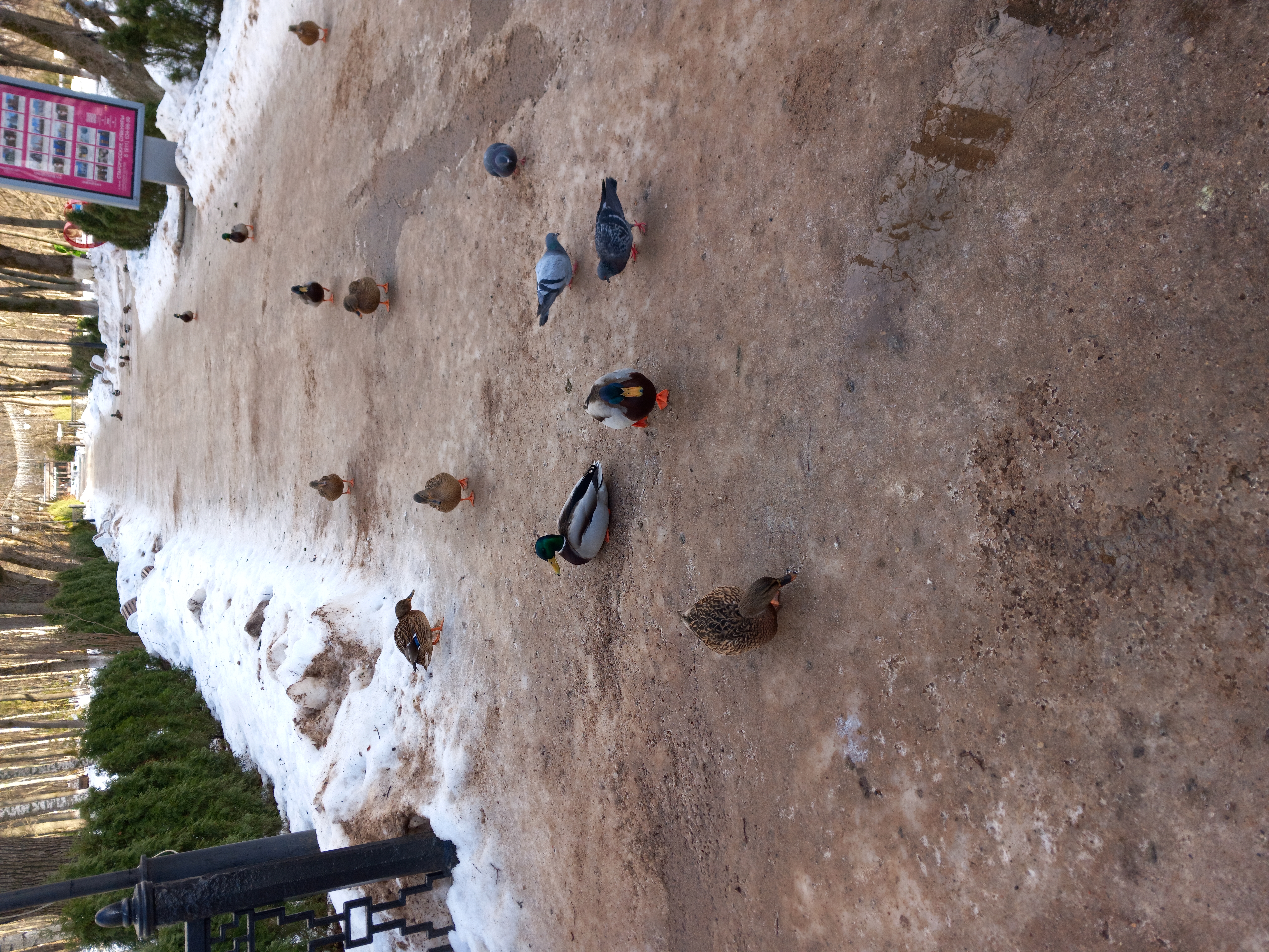 Бесплатное фото Голуби и утки