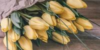 Желтые тюльпаны