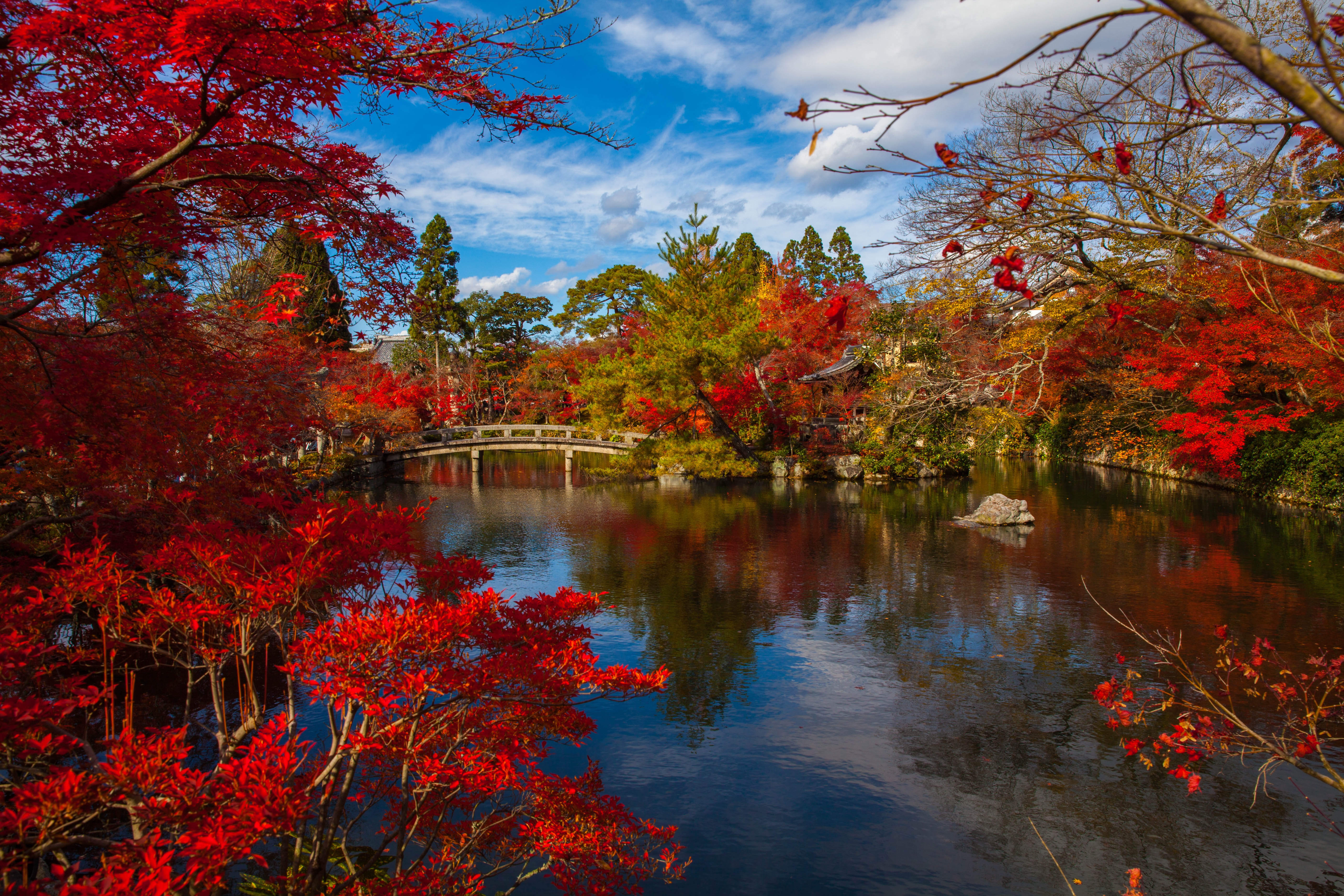 Free photo The bridge over the pond amidst the fall foliage