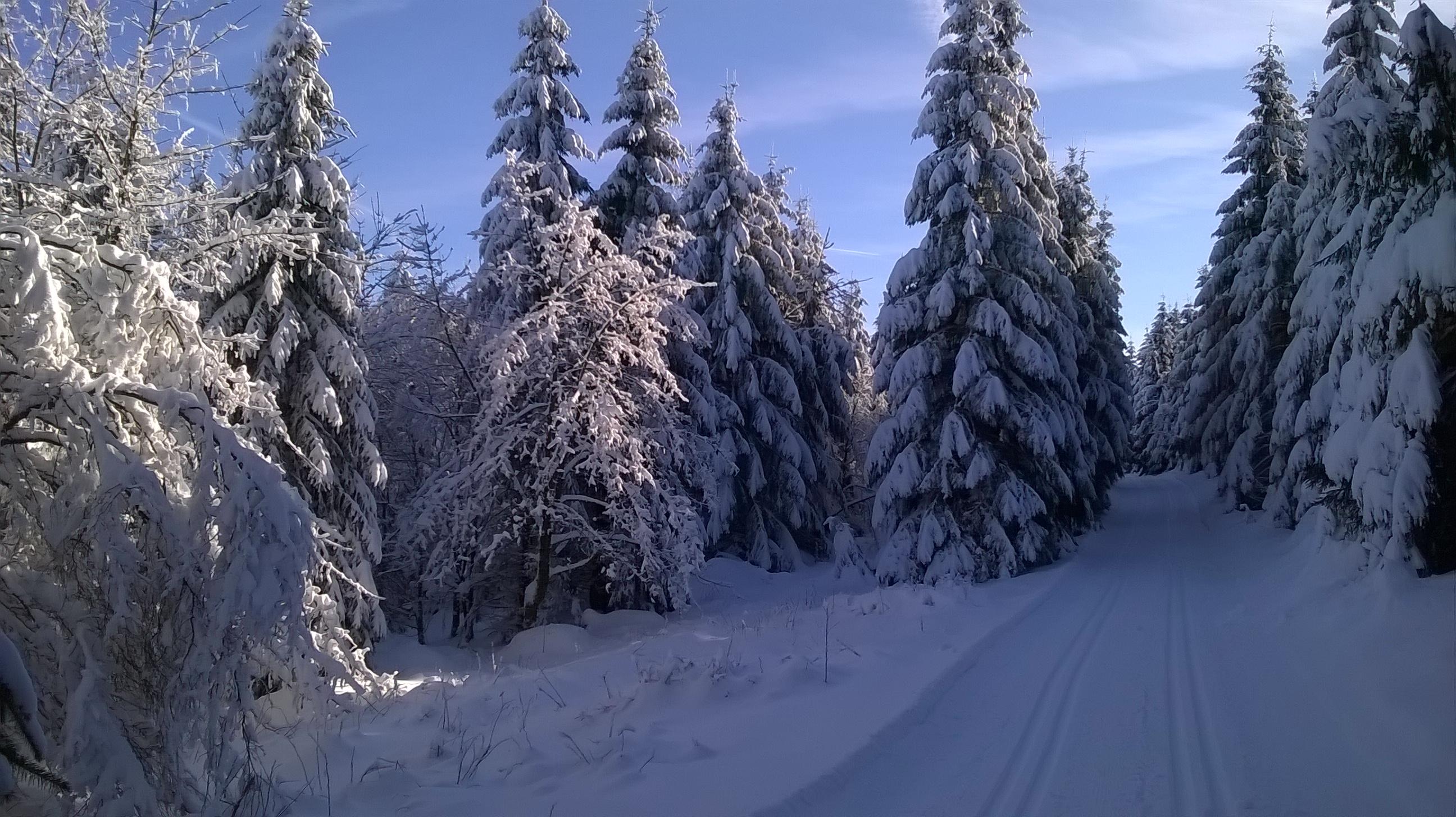 Wallpapers winter trees in the snow winter road on the desktop