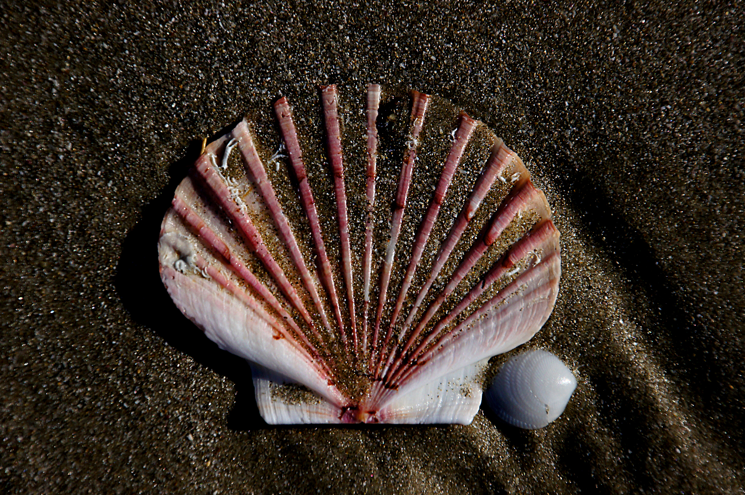 Free photo A seashell on a sandy seashore