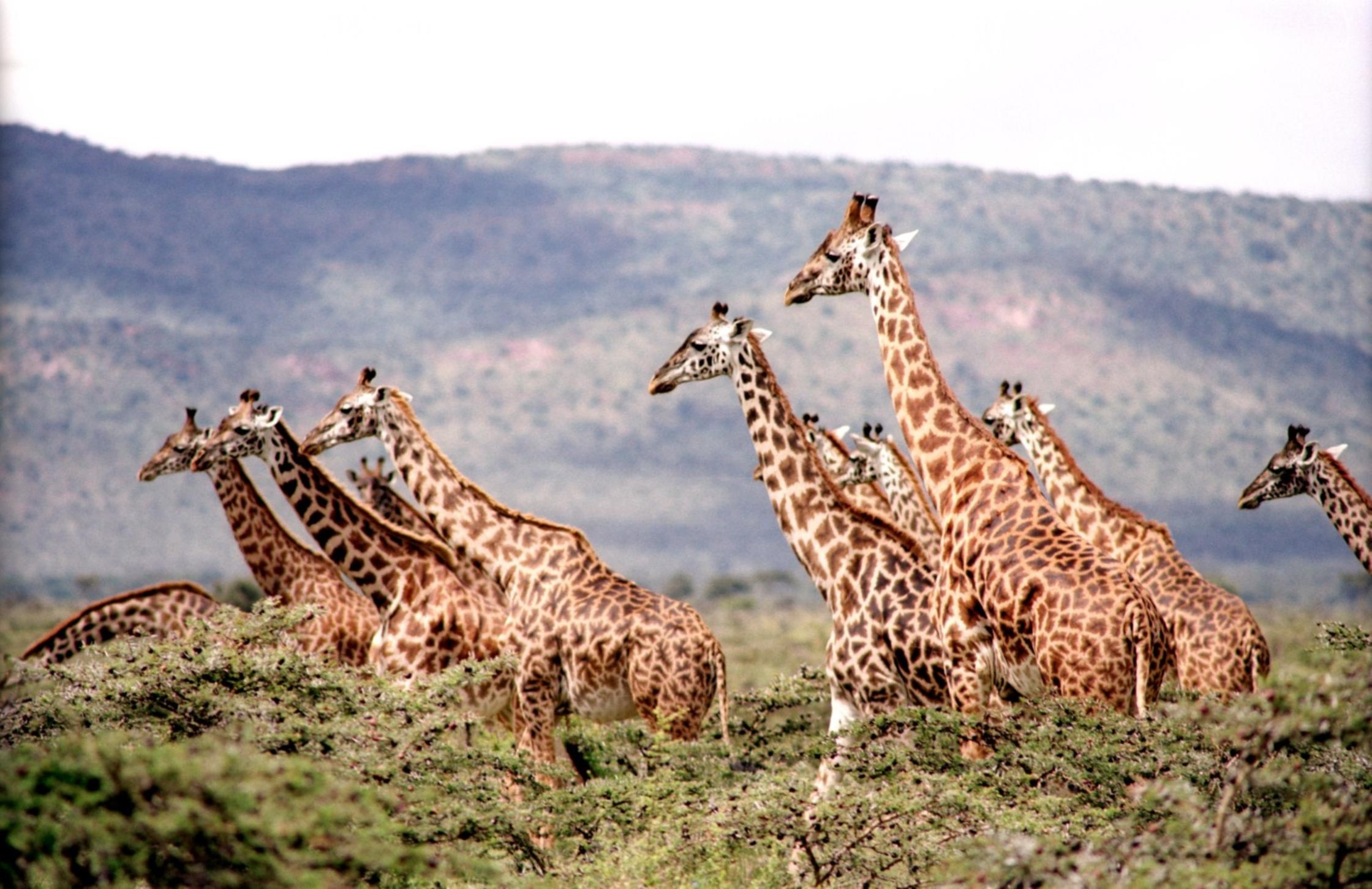 Free photo African giraffes walk on the Savannah