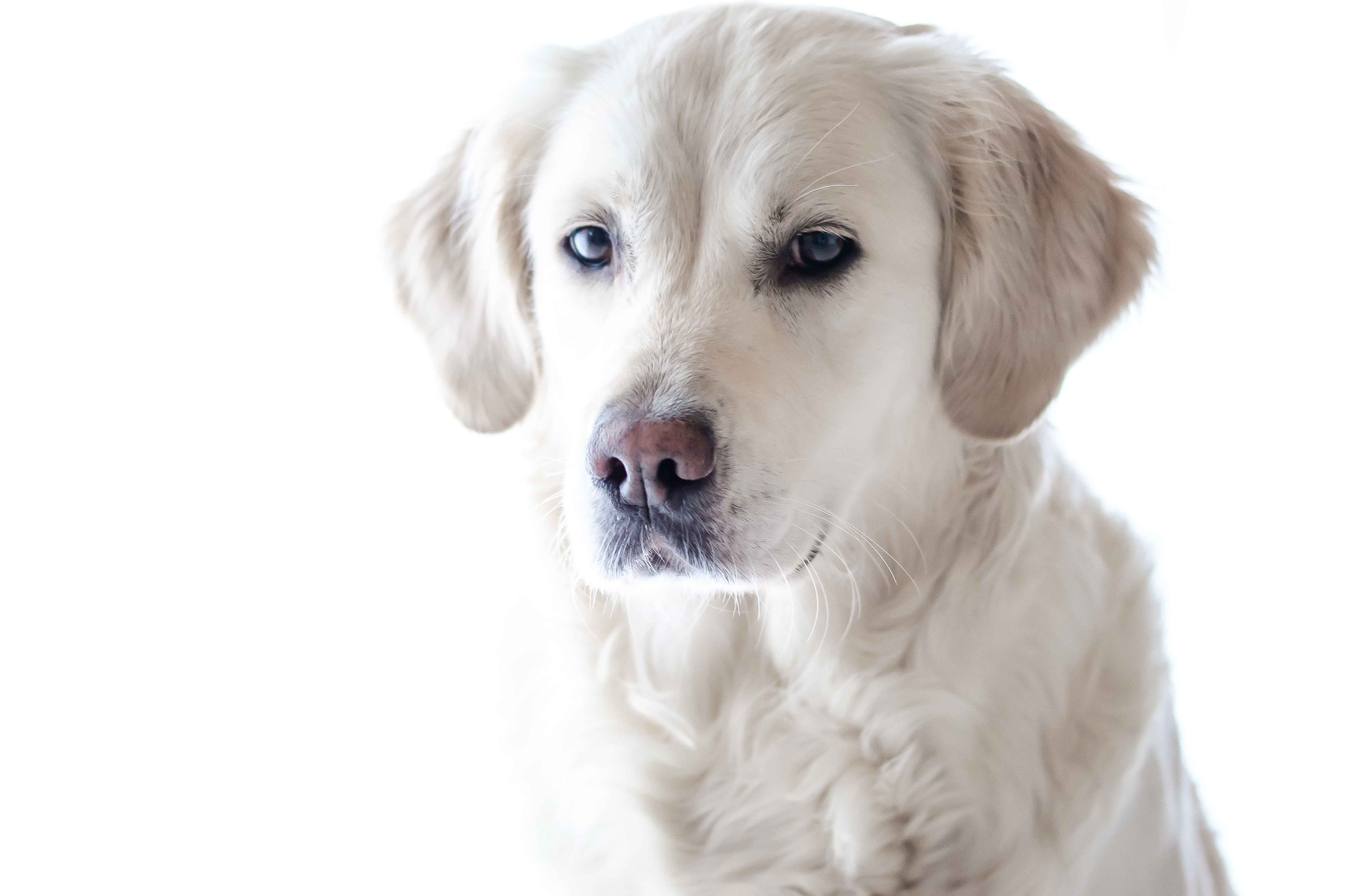 Free photo White retriever on white background