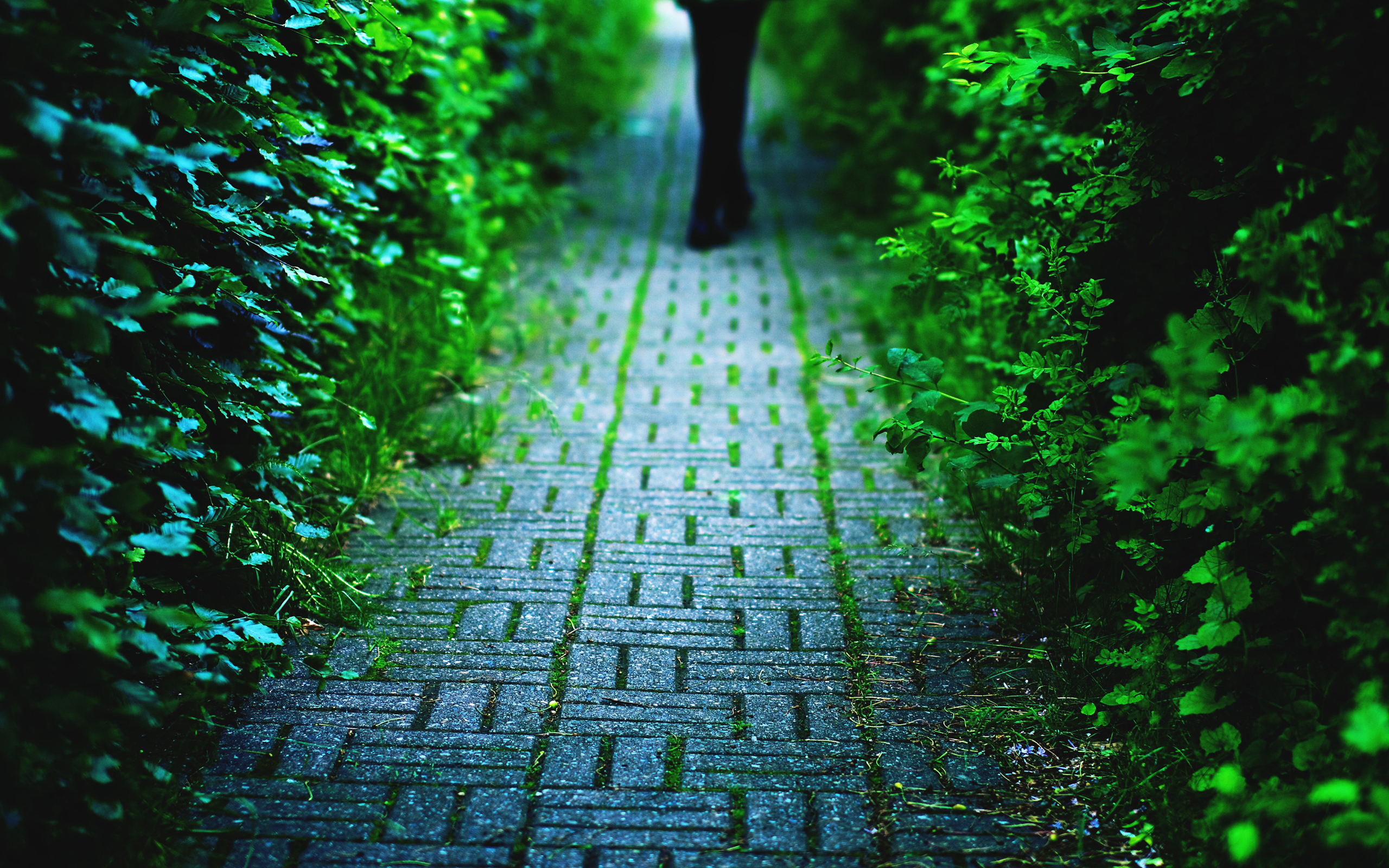 Wallpapers trotting paving man on the desktop