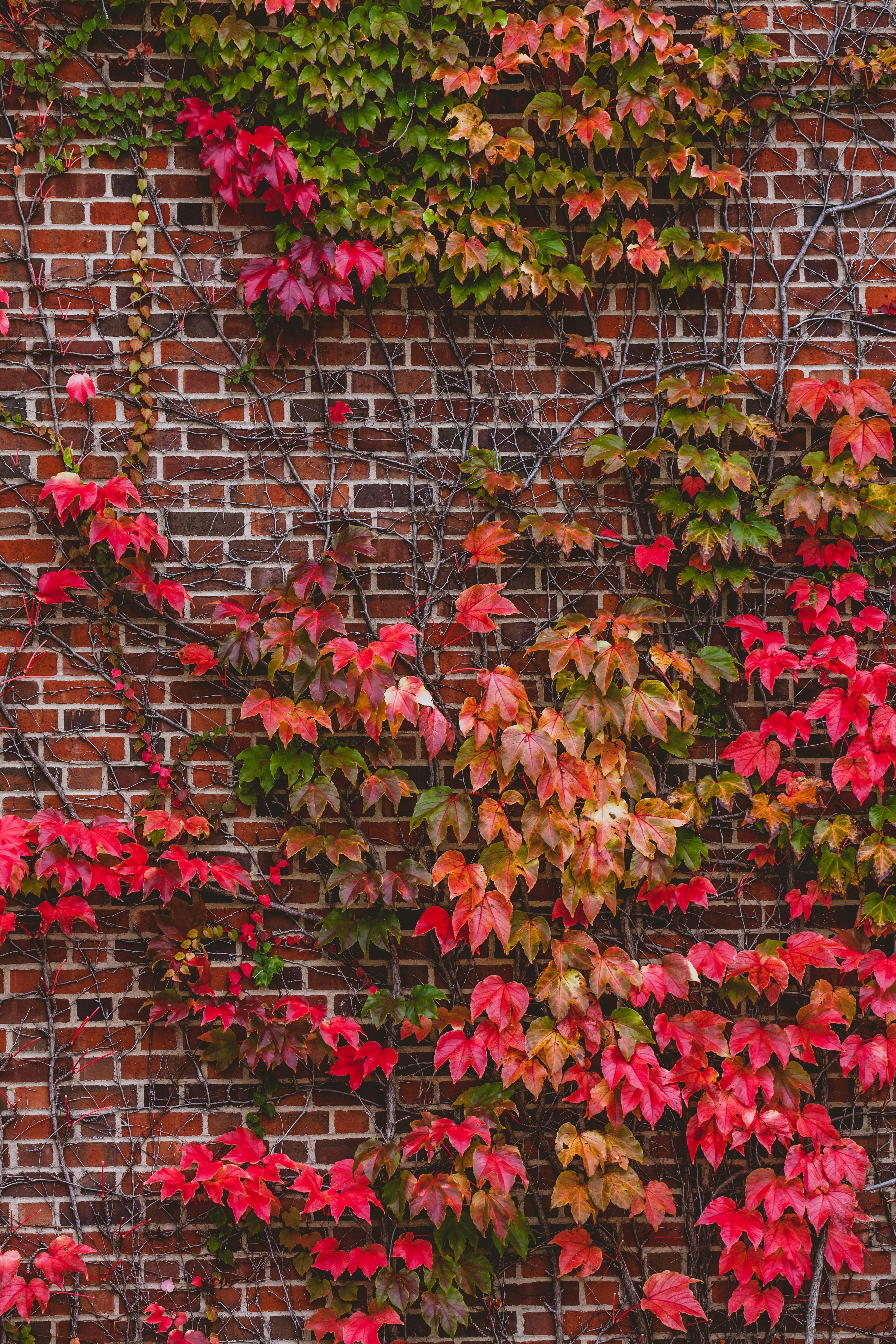 Free photo Brick wall