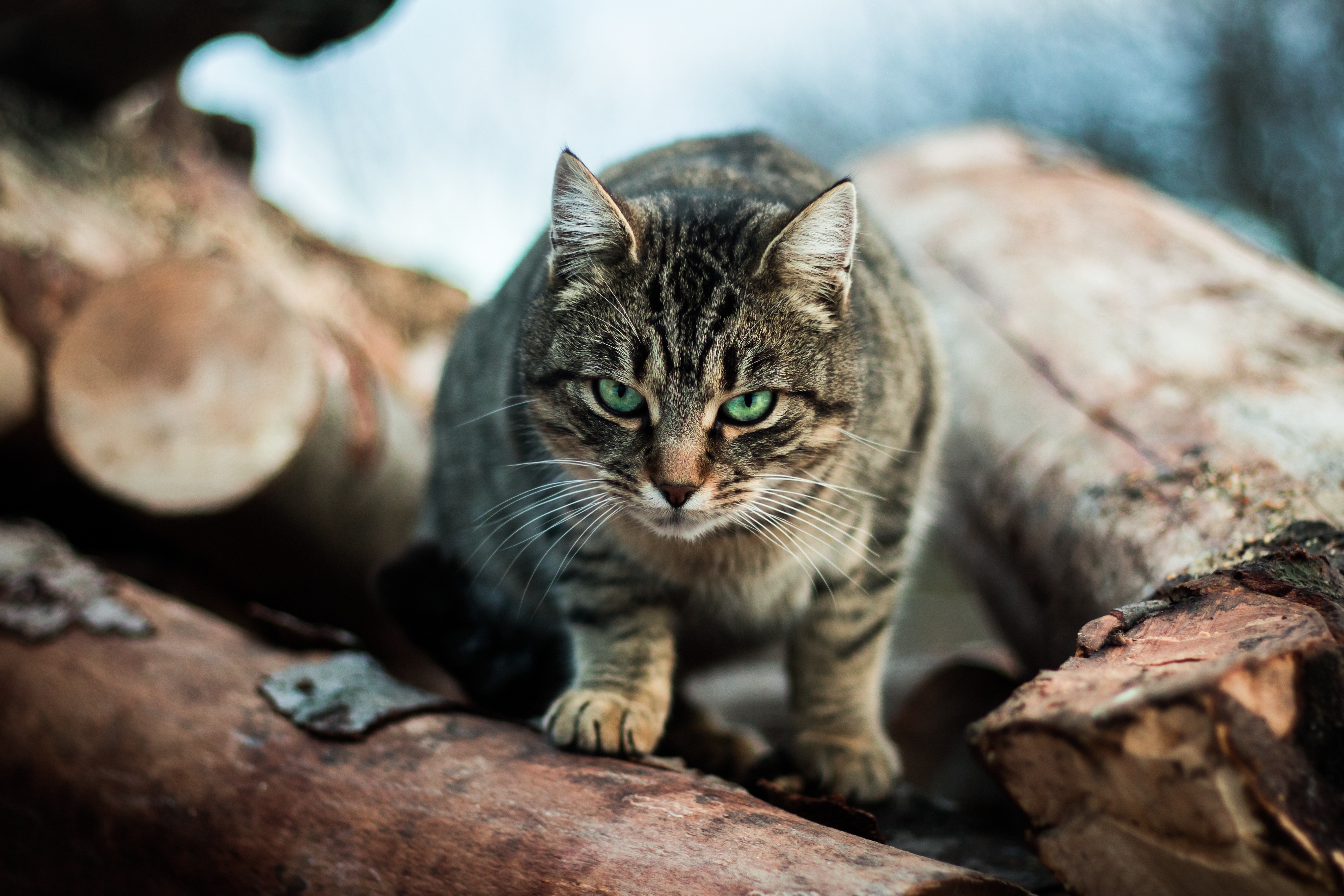 Free photo Kitty with green eyes