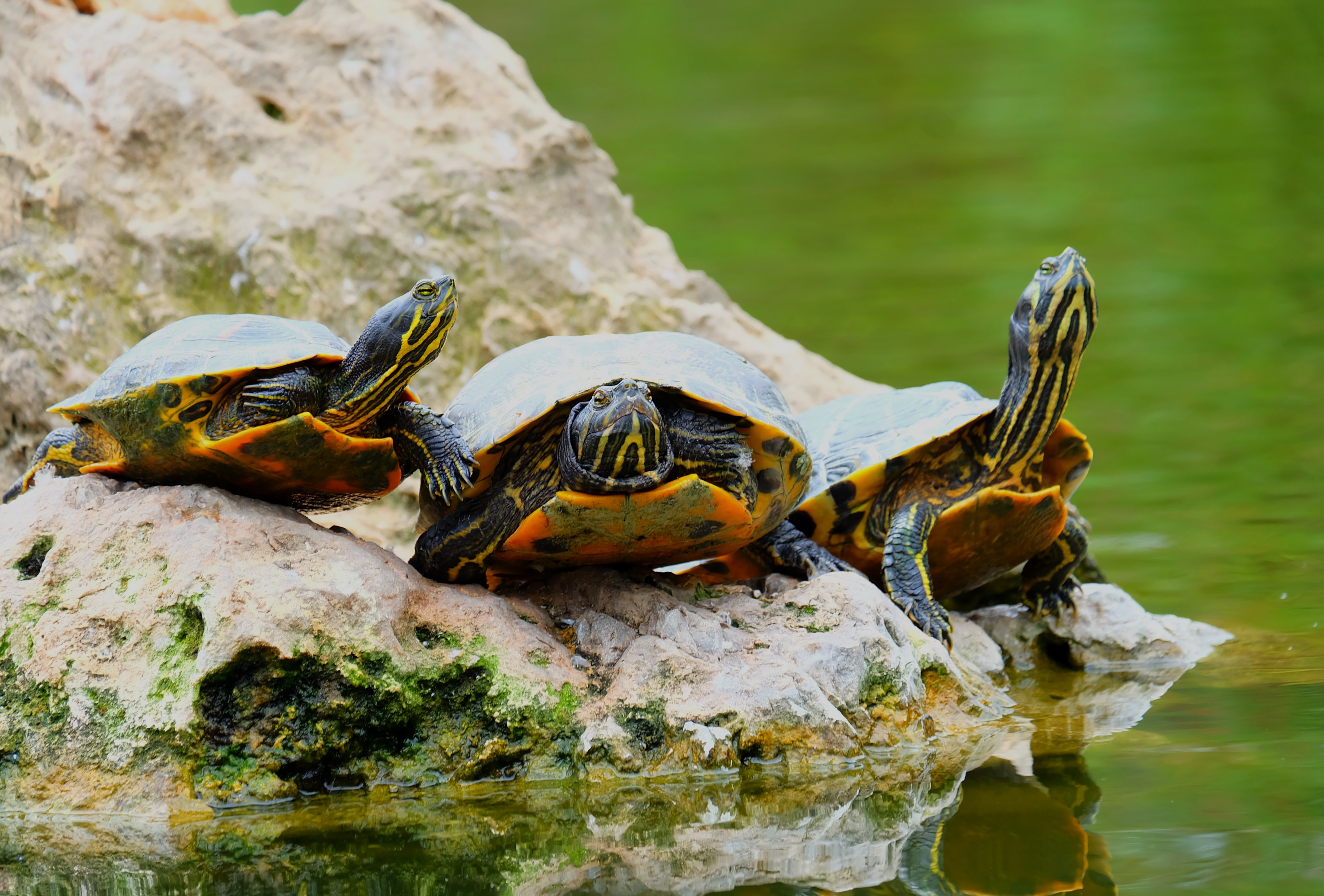 Red-eared turtles in the wild