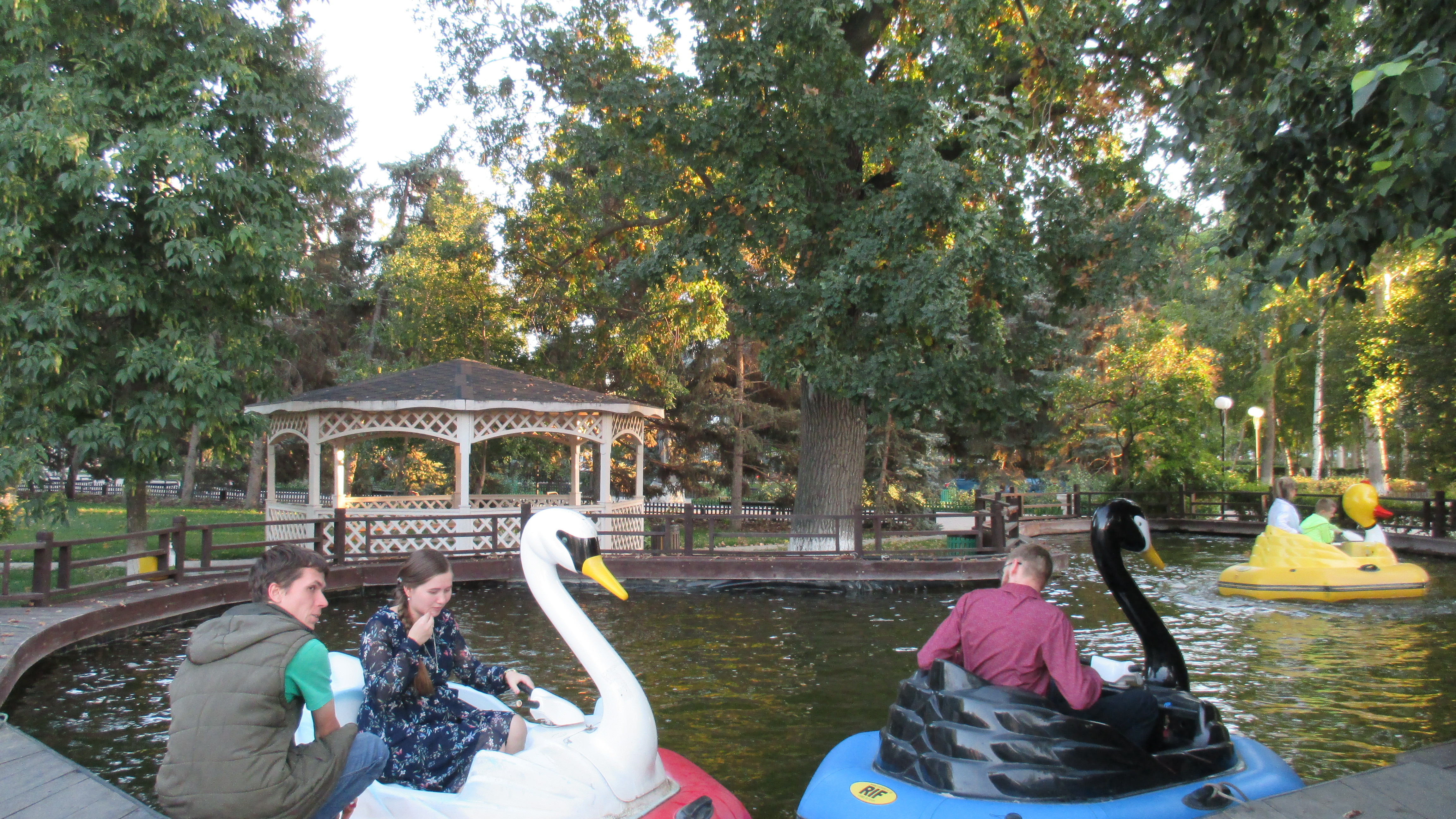 免费照片池塘里的天鹅