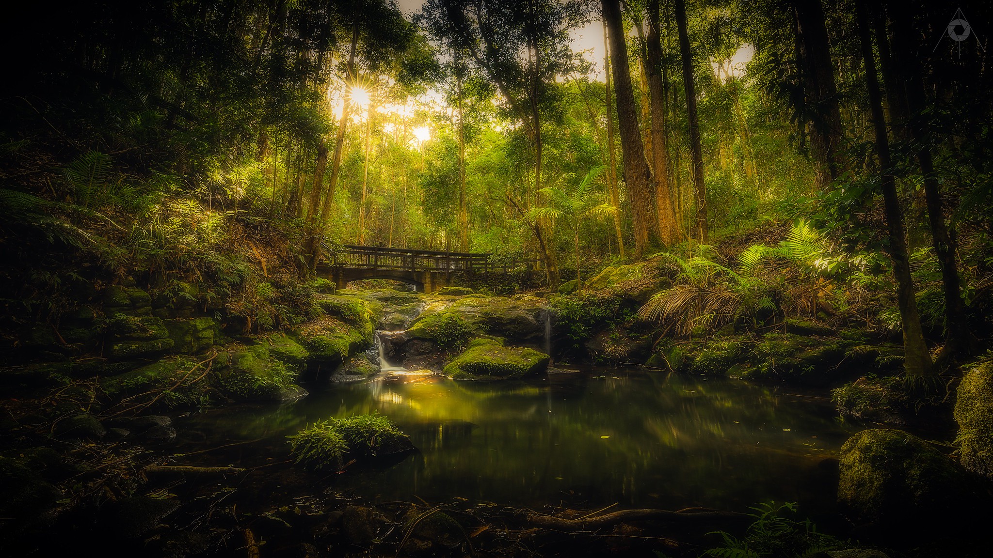 Обои Kondalilla National Park forest walk in Queensland Australia речка на рабочий стол