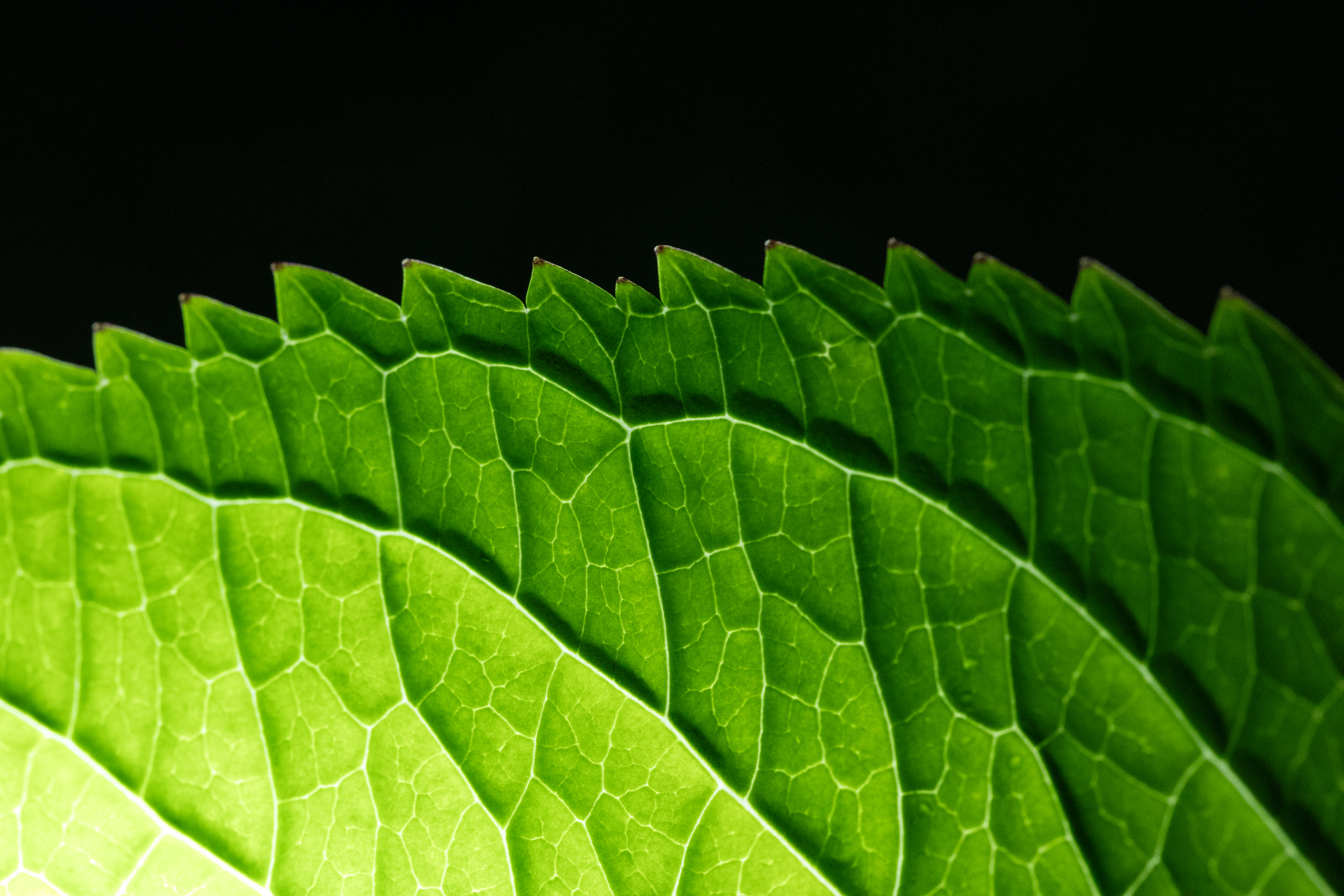 Обои макро лист текстура на рабочий стол