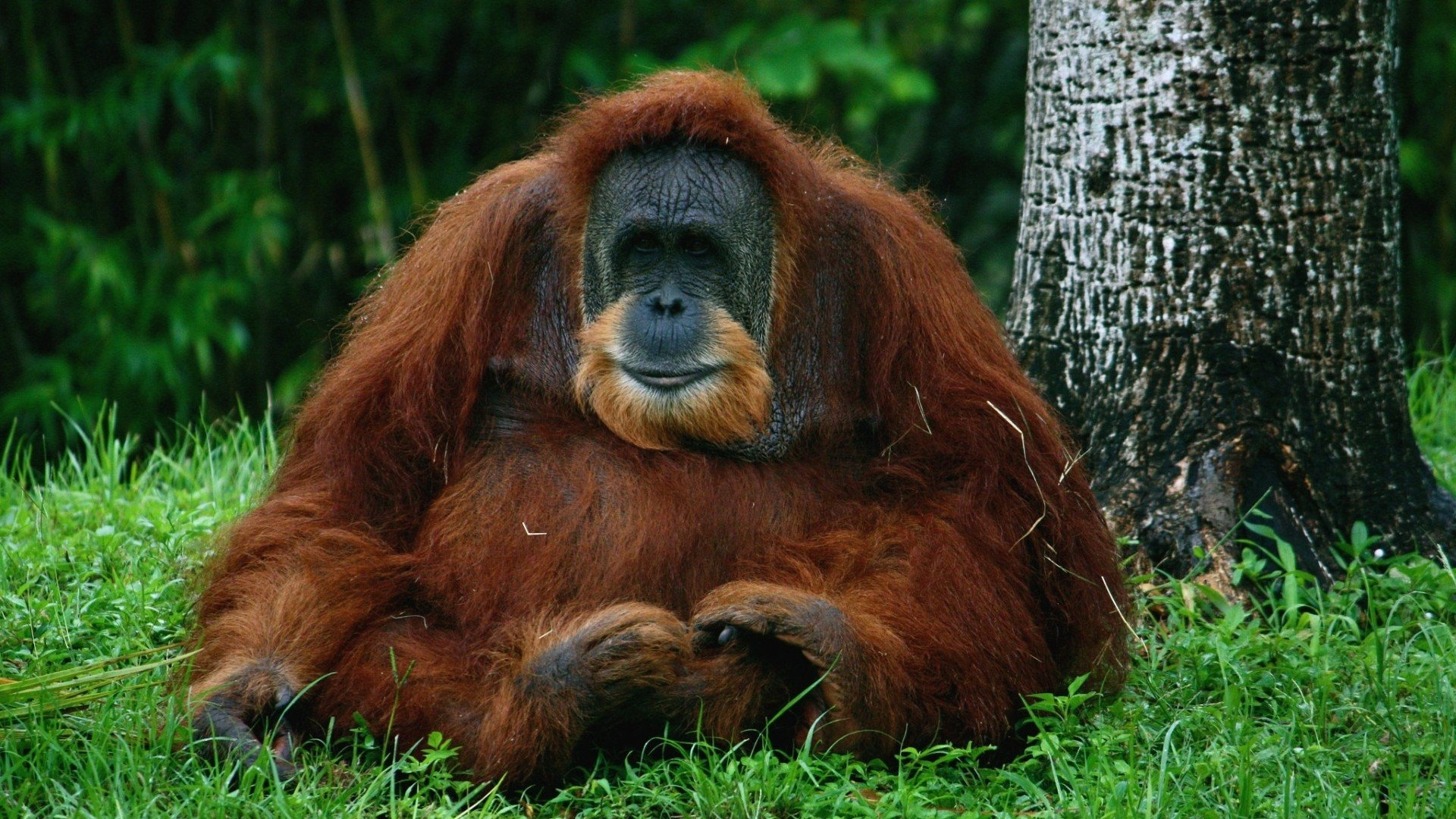 An orangutan sits on green grass