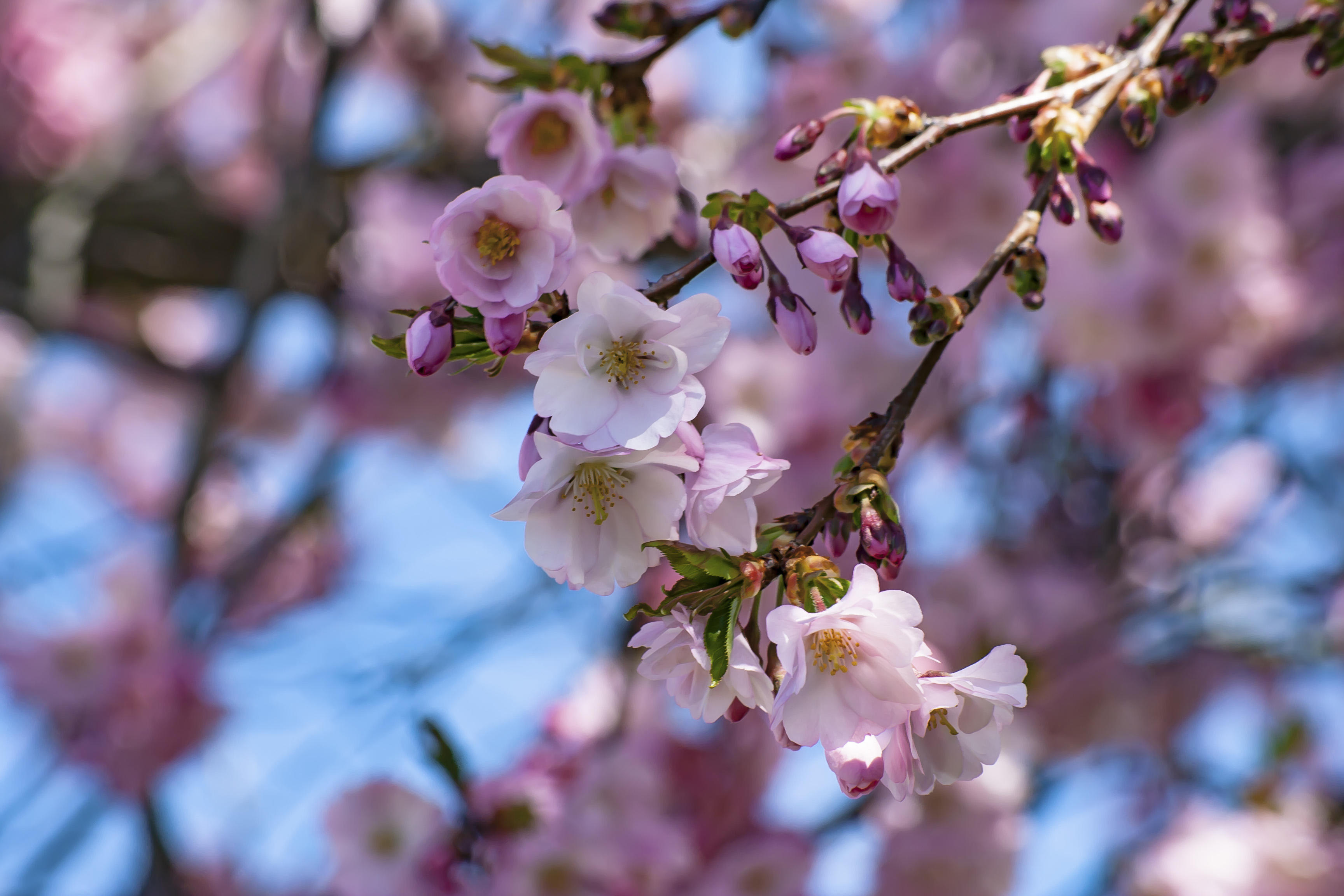 Wallpapers flora sakura bloom on the desktop