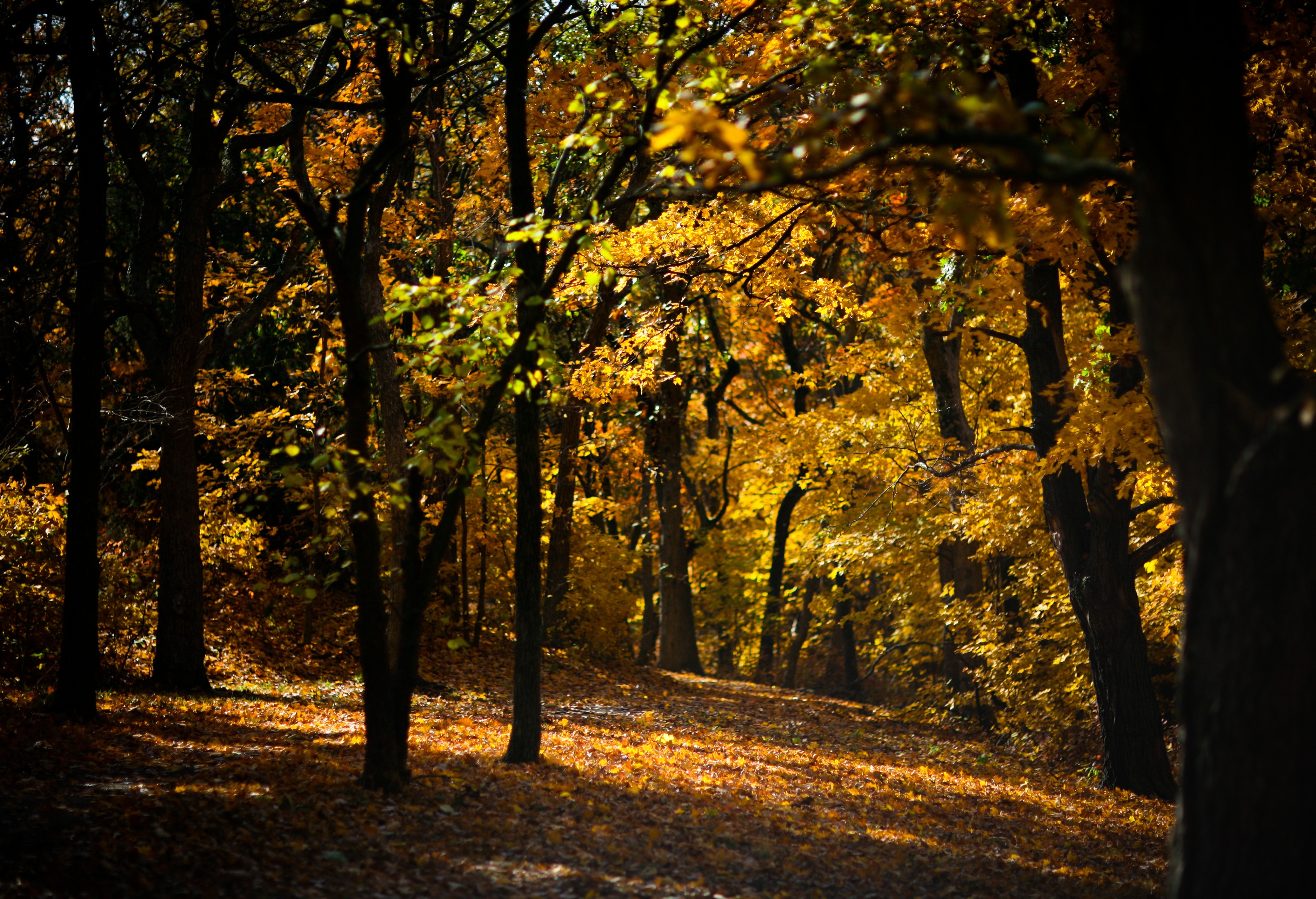 Wallpapers sunlight forest nature on the desktop