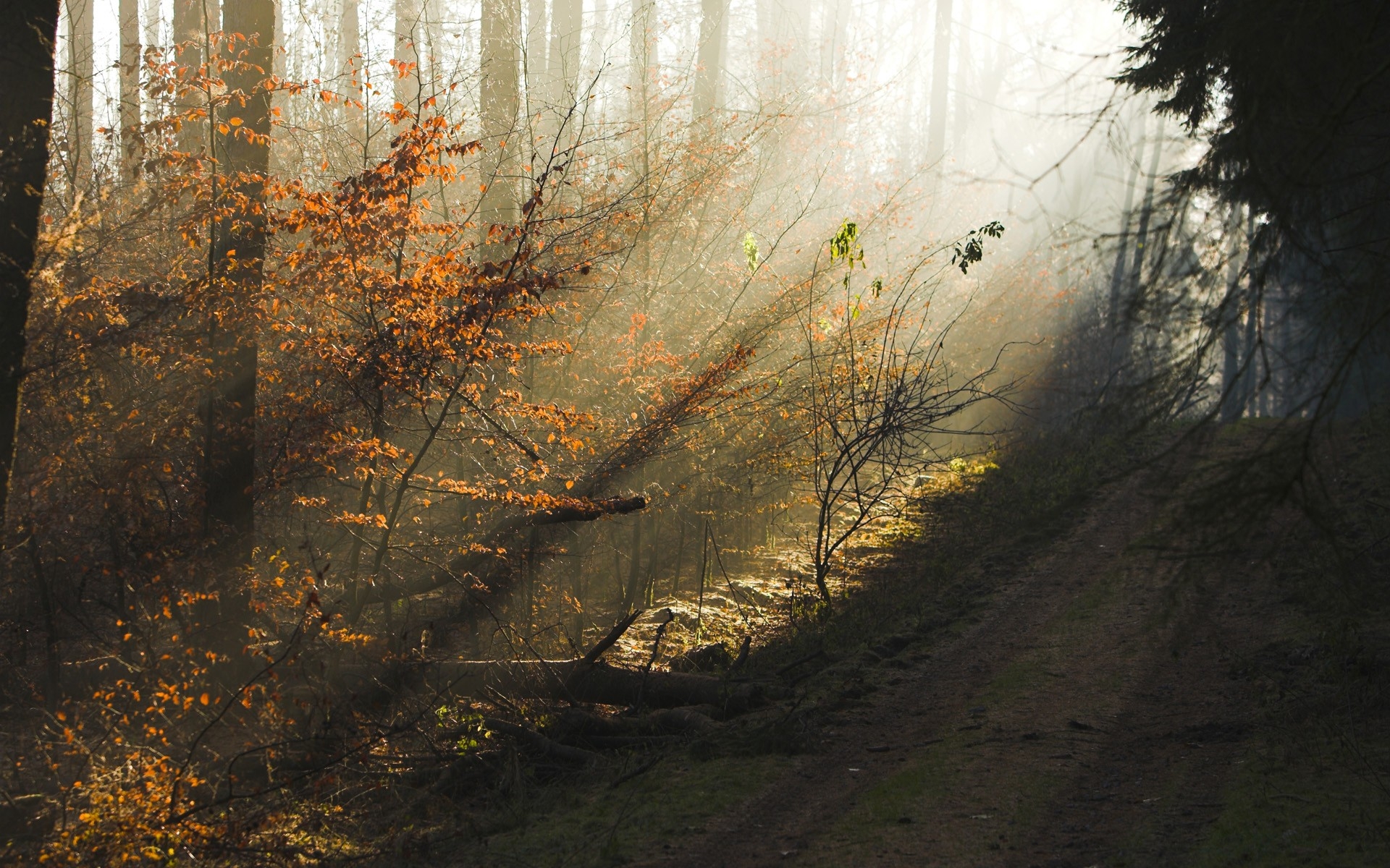 Wallpapers sun light trees landscape on the desktop