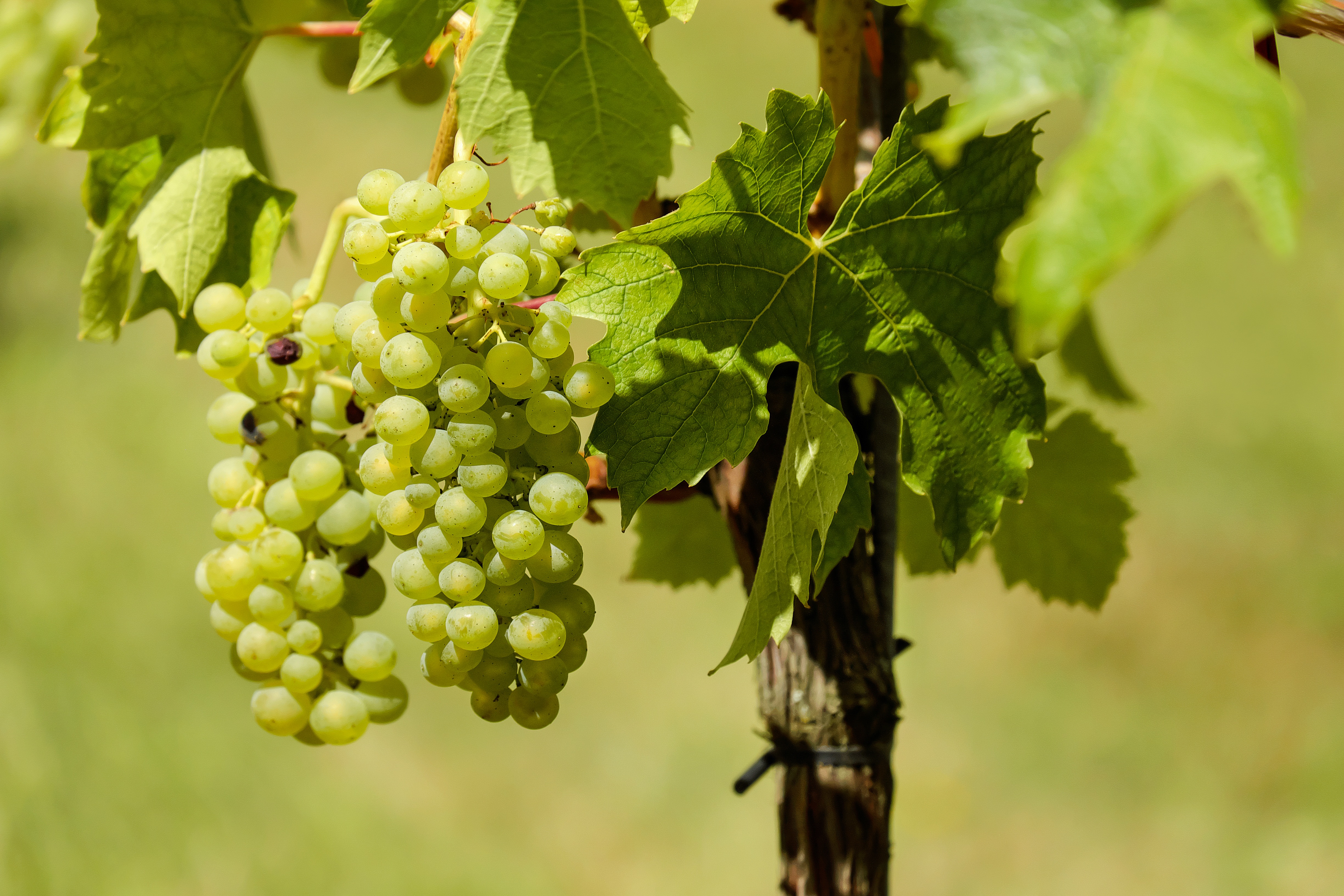 Free photo Green grapes on a sprig