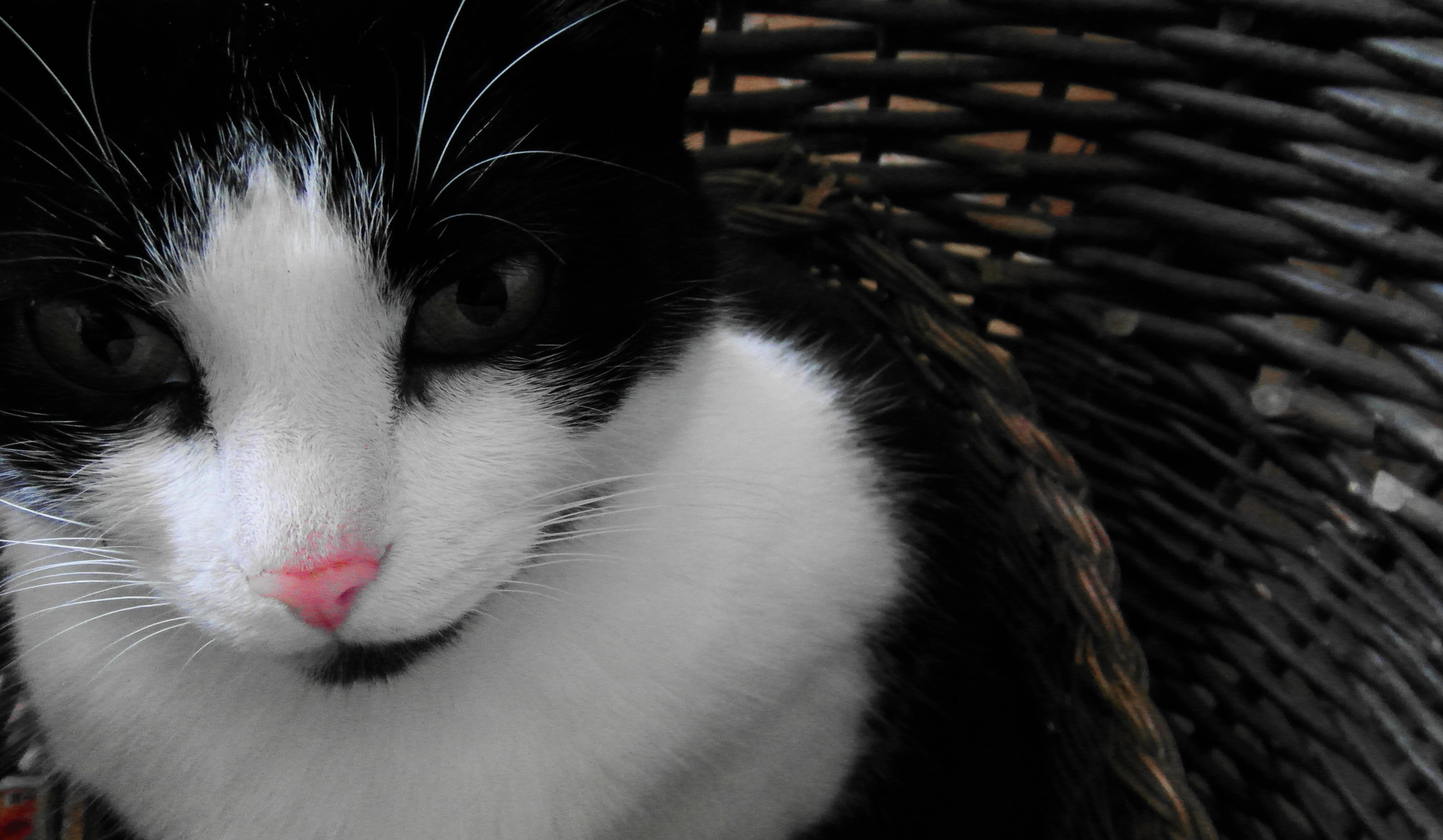 免费照片好奇的眼神