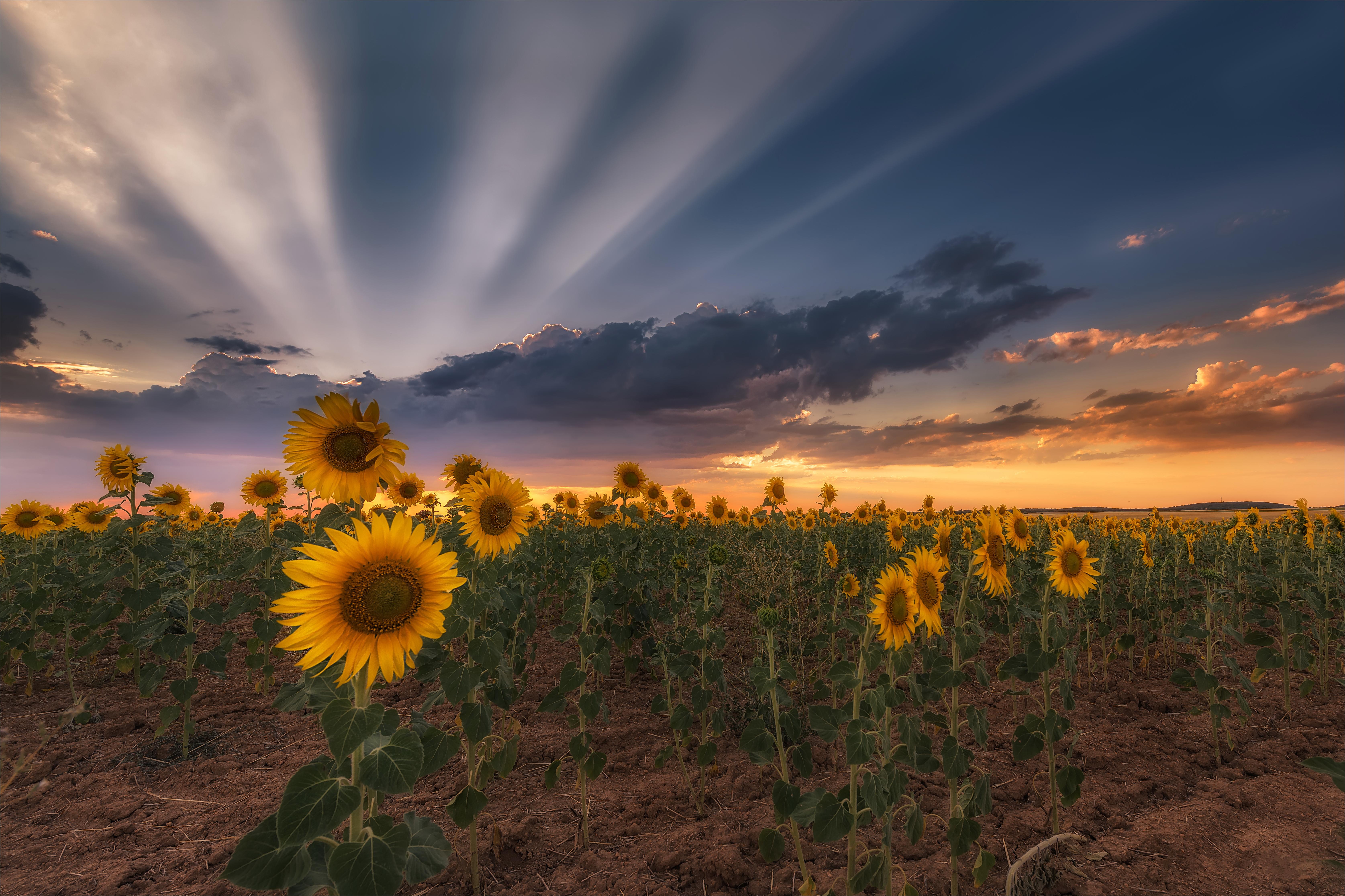 Wallpapers field large field landscape on the desktop