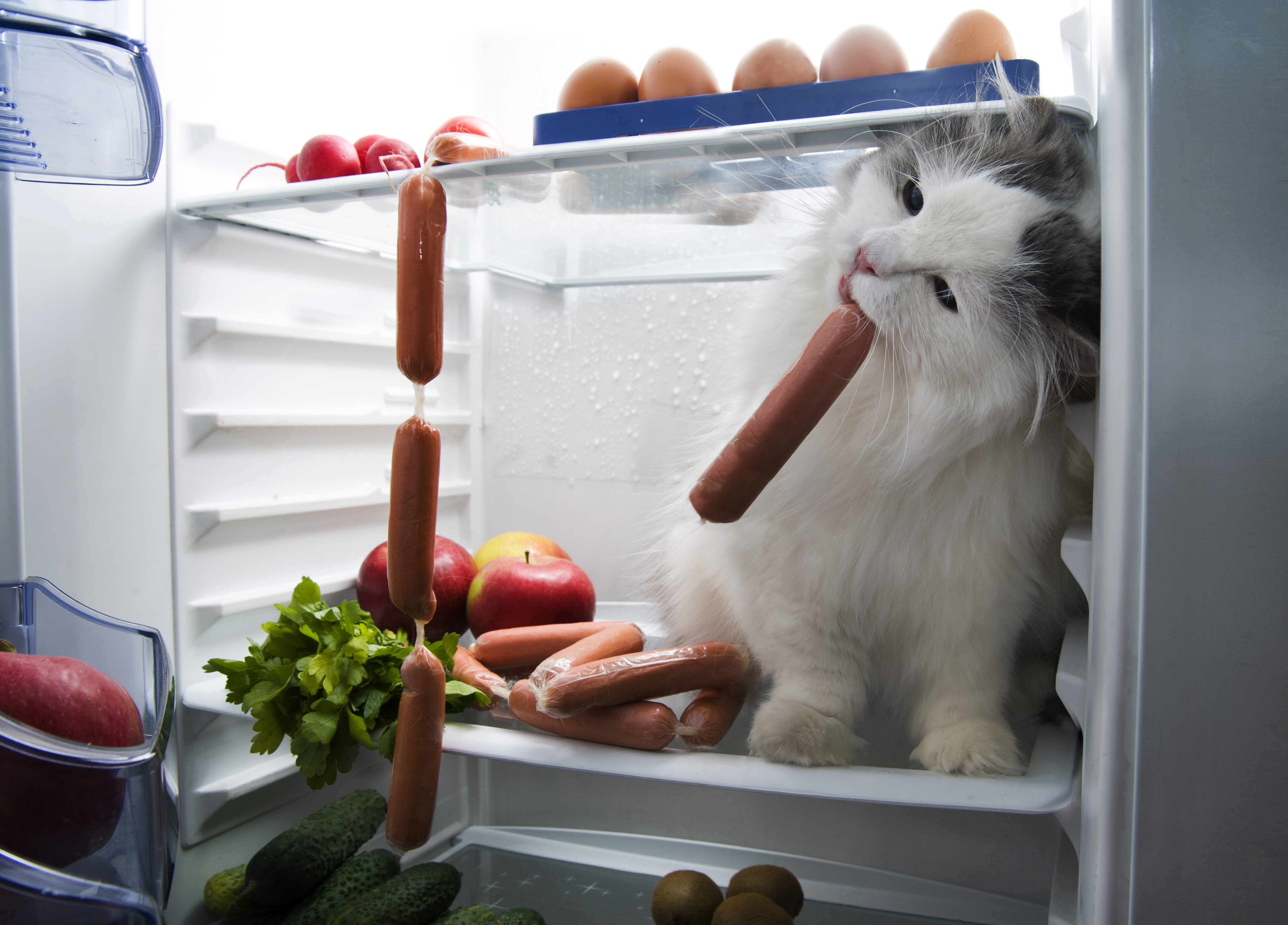 The cat sits in the fridge and eats a sausage