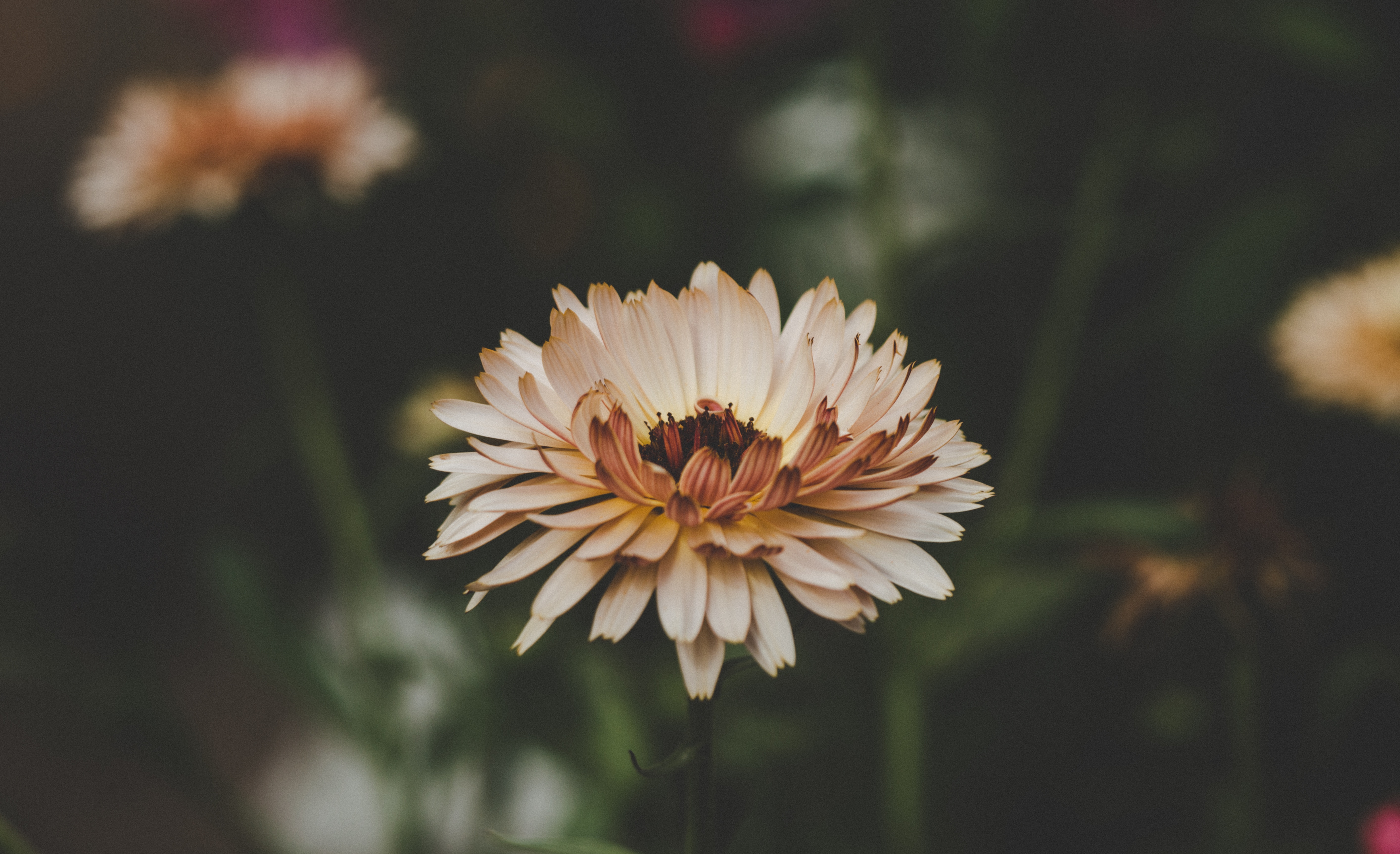 Free photo Pink Daisy