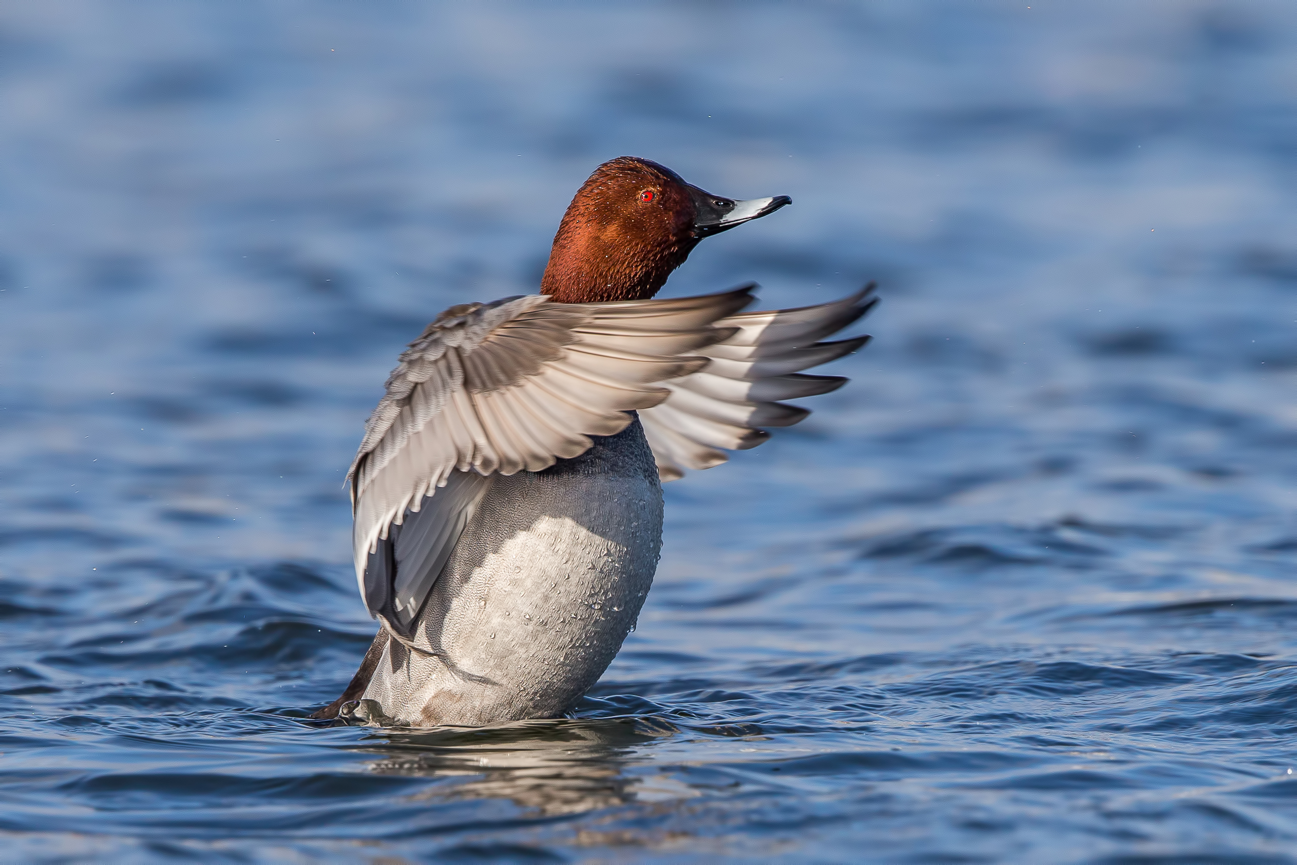 Обои красноголовый нырок Pochard Aythya Ferina на рабочий стол