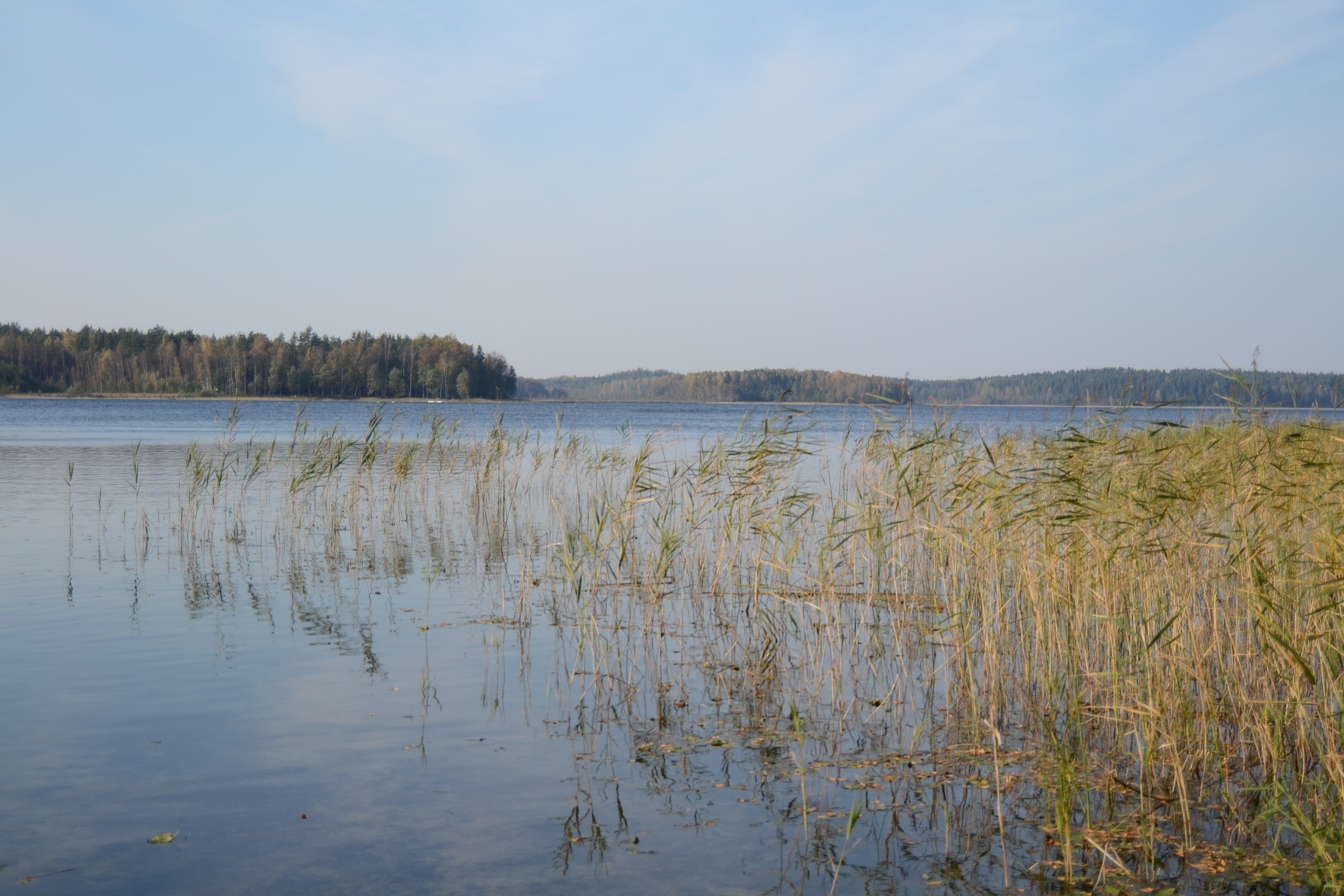 Wallpapers calmness lake reeds on the desktop