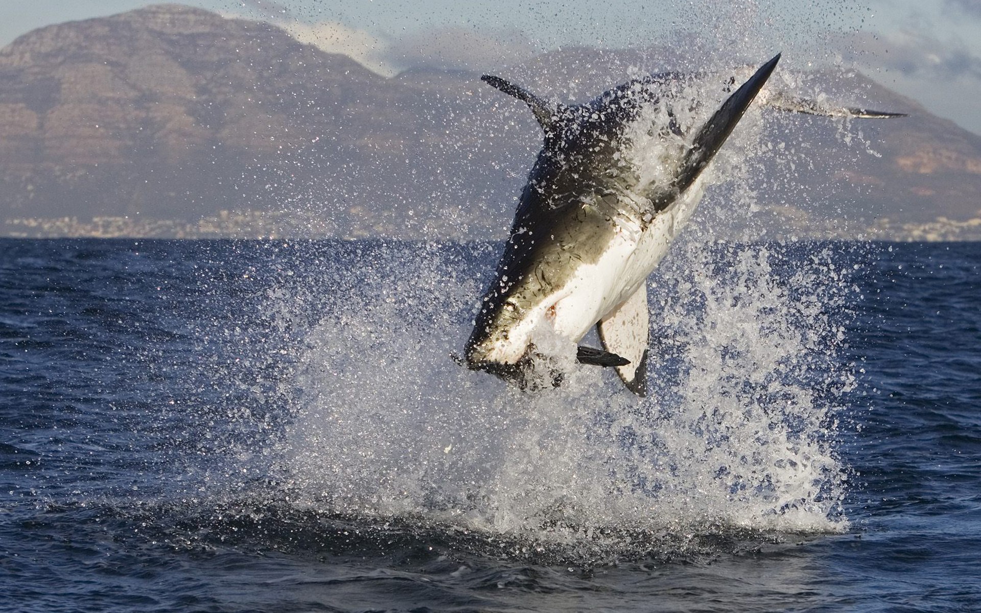 Wallpapers mammal sea shark on the desktop