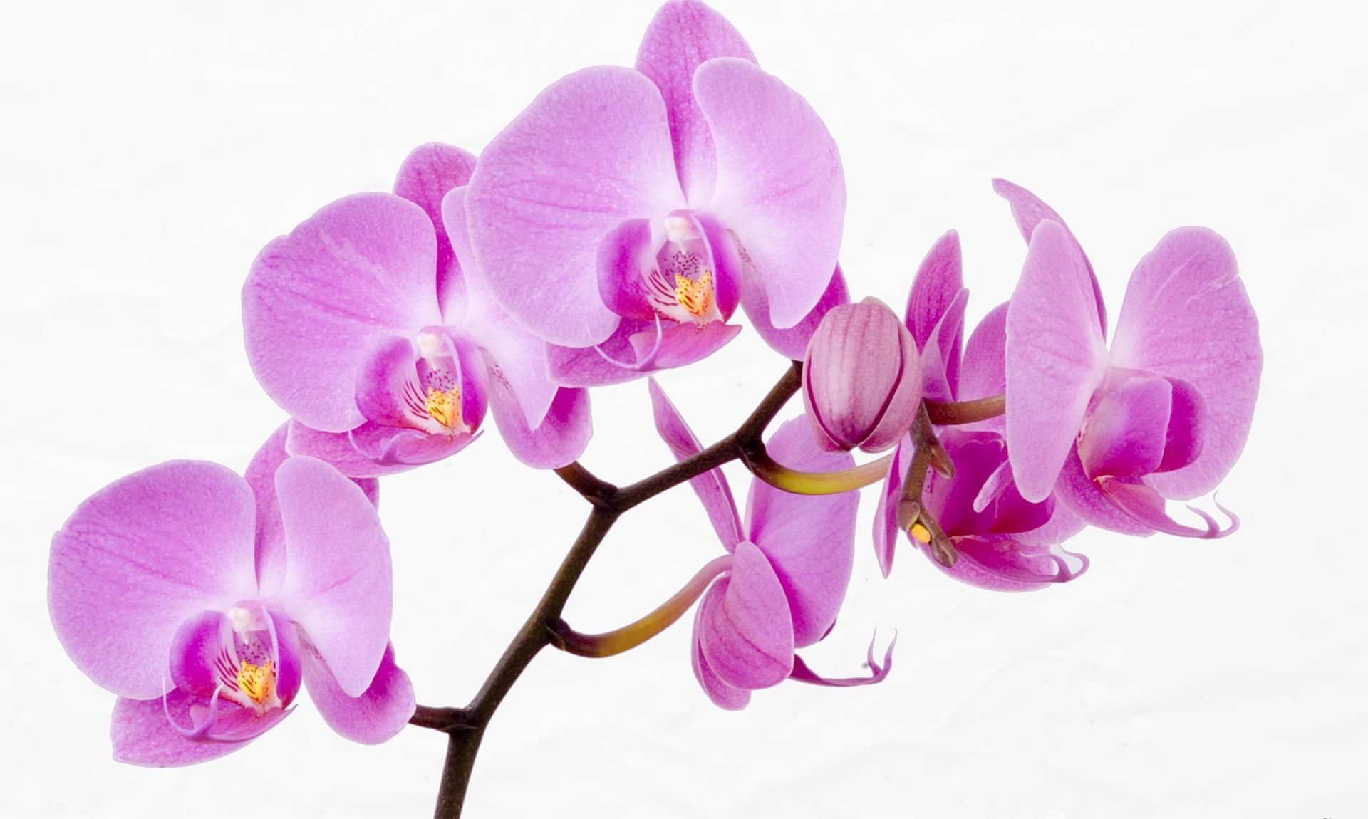 Wallpapers orchid flower twig on the desktop