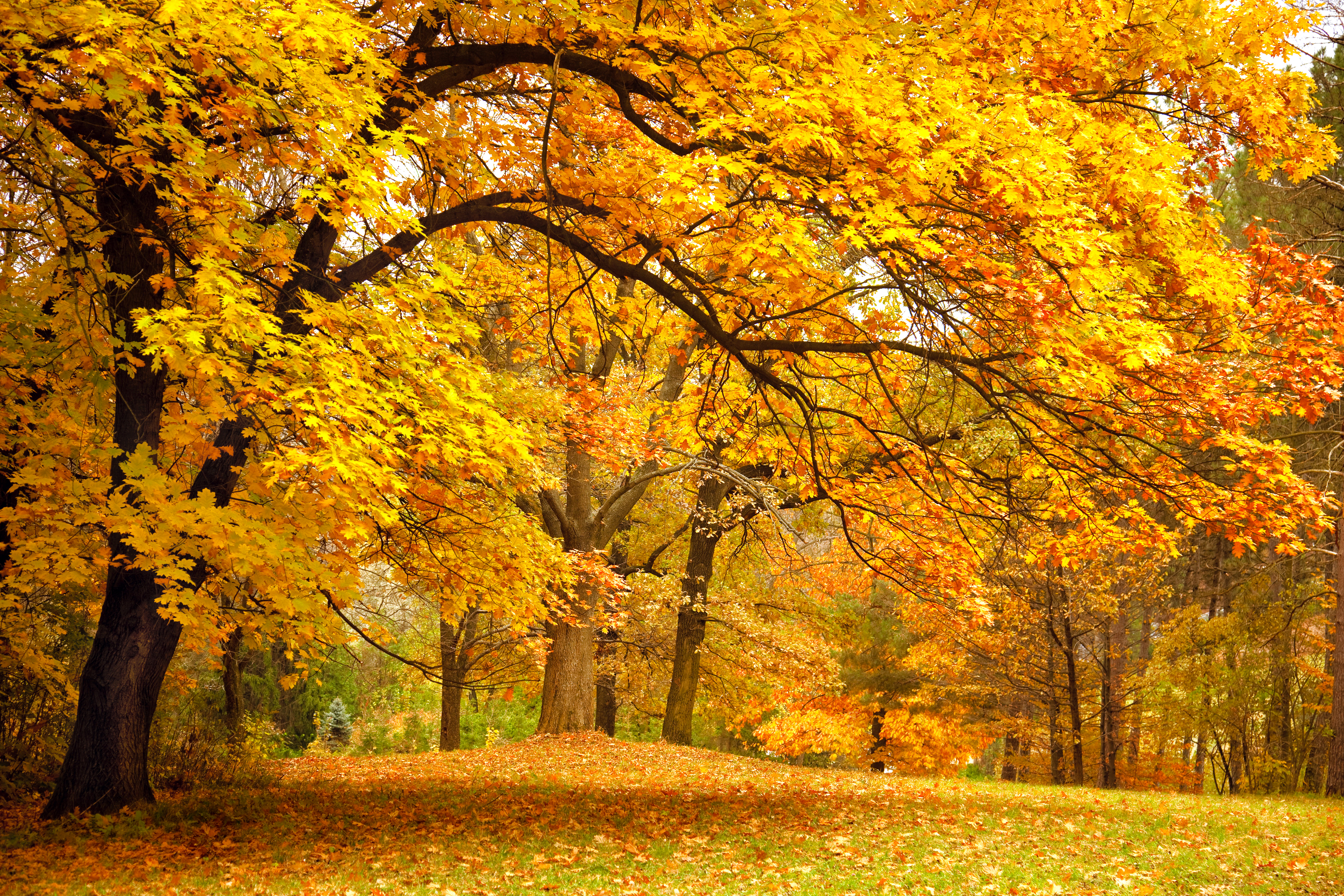 Free photo Autumn Maple Branches