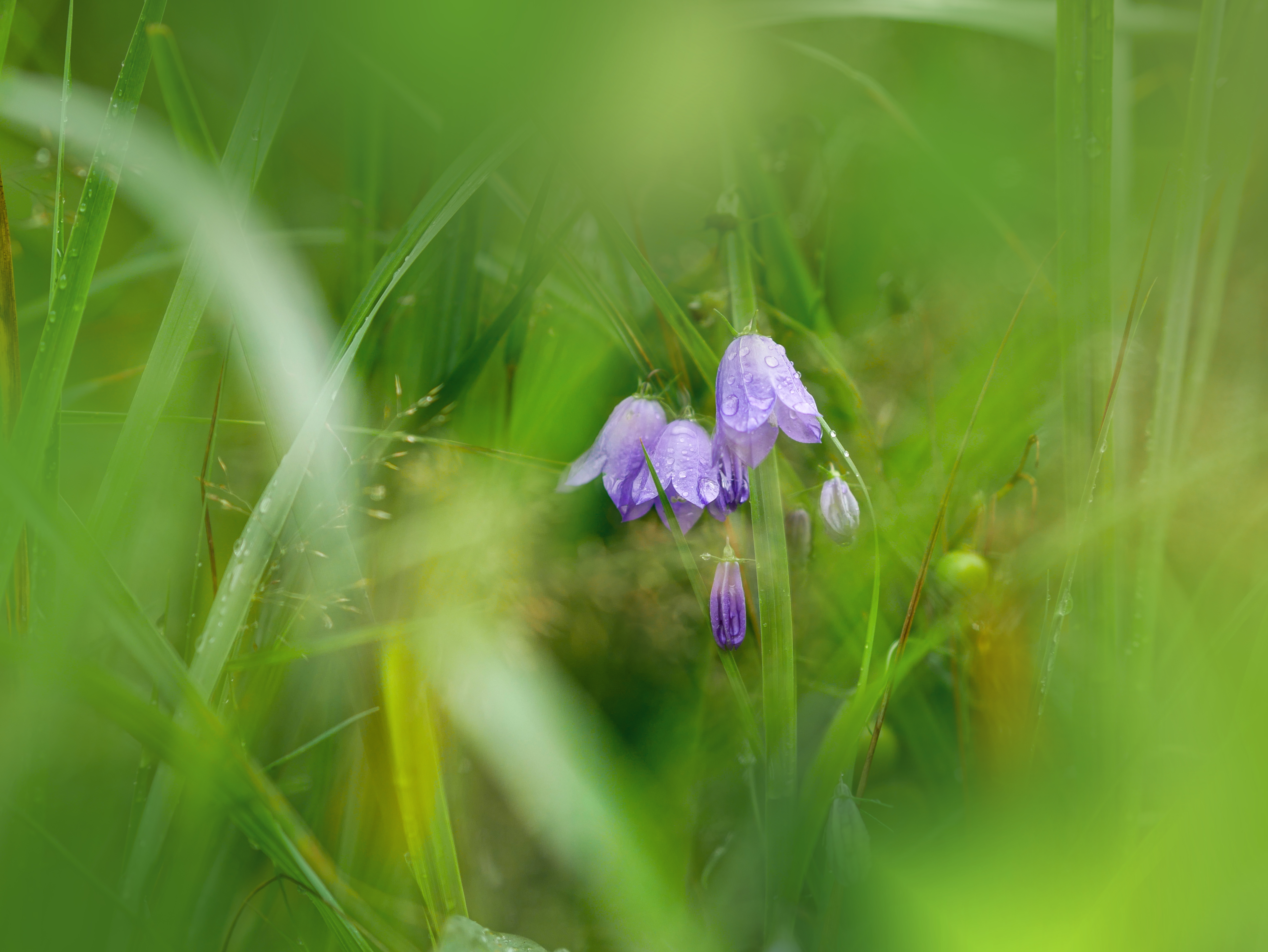 Purple bell-shaped flowers in green grass