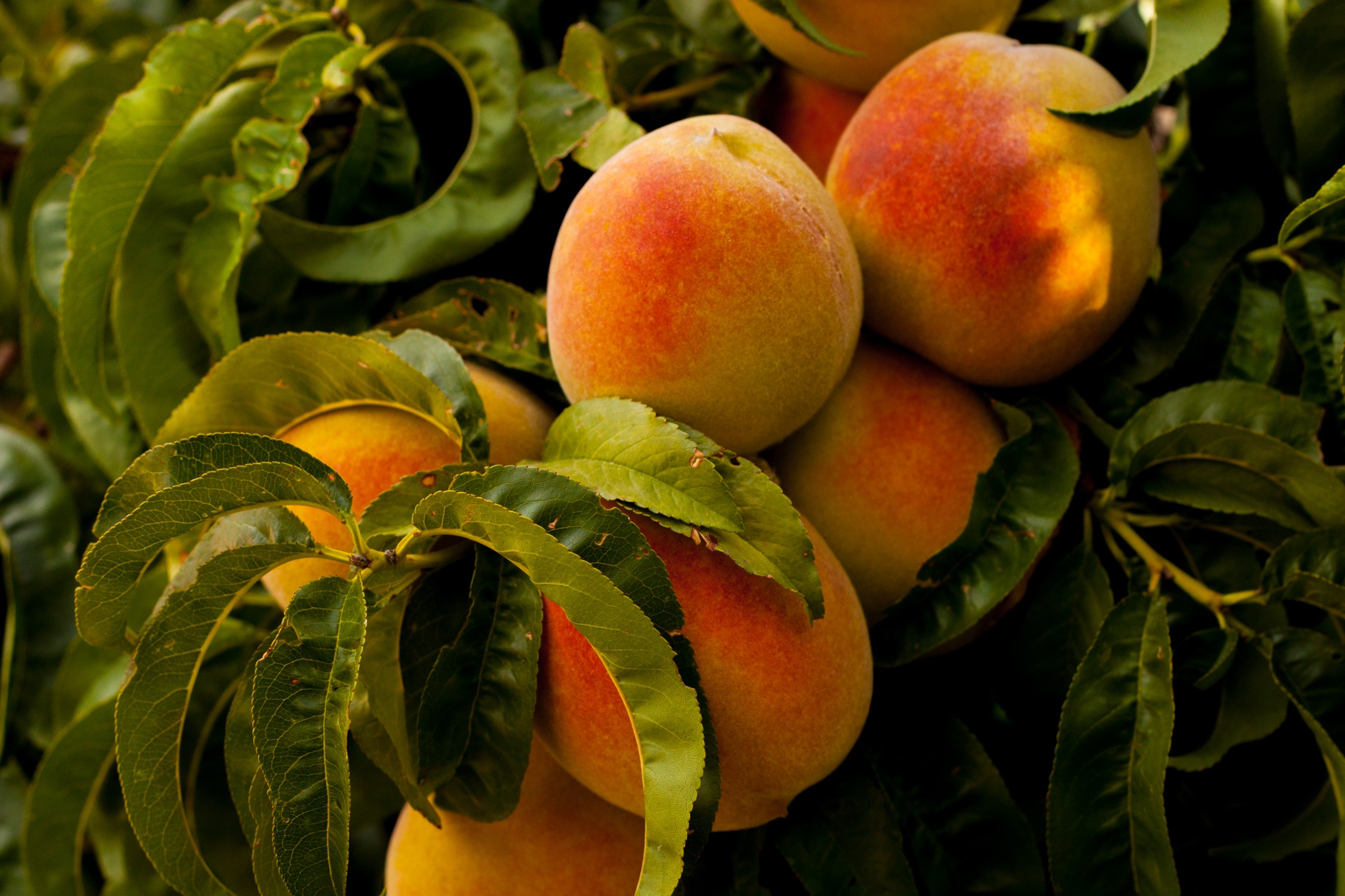 Free photo Peach bushes