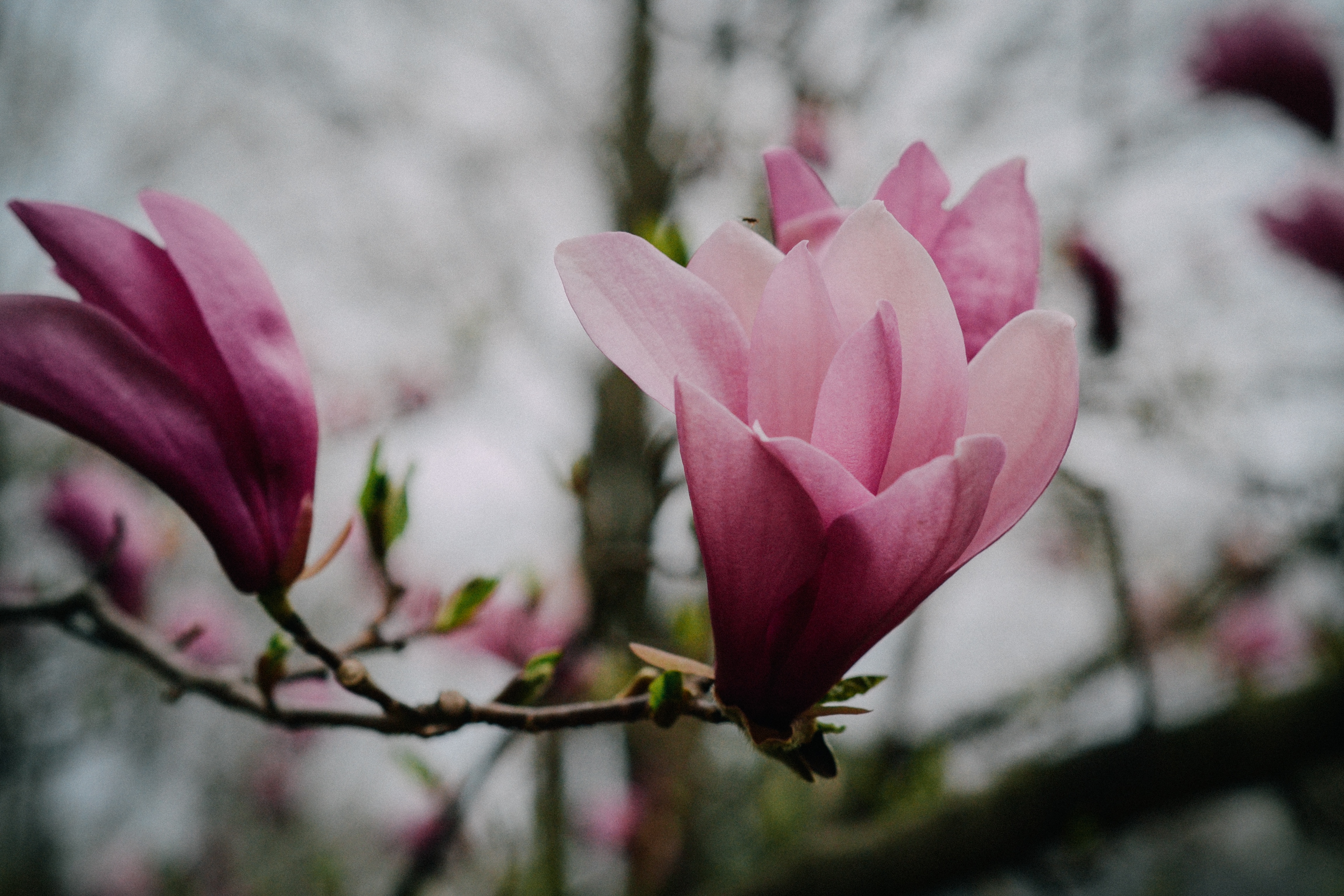 桌面上的壁纸分支机构 花 栽种