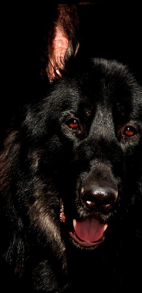 Бесплатное фото Портрет черной овчарки на черном фоне