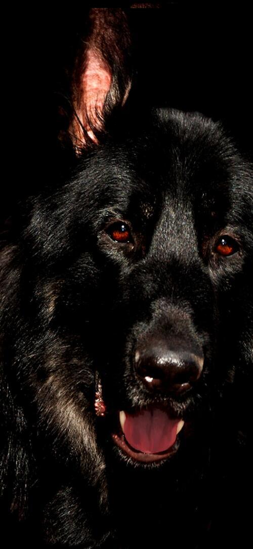 Бесплатное фото Портрет черной овчарки на черном фоне
