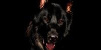 Портрет черной овчарки на черном фоне