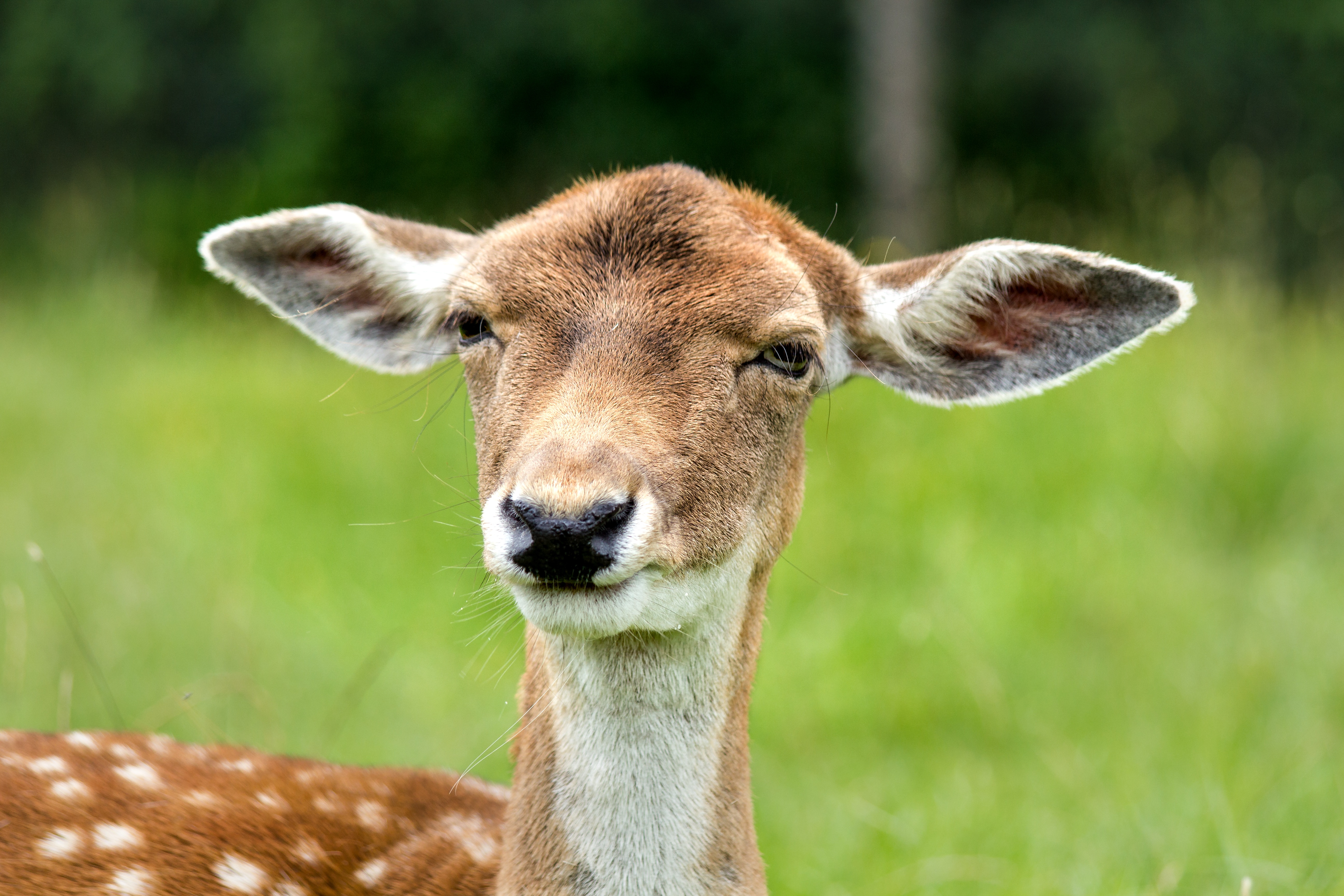 Wallpapers woman wildlife deer on the desktop