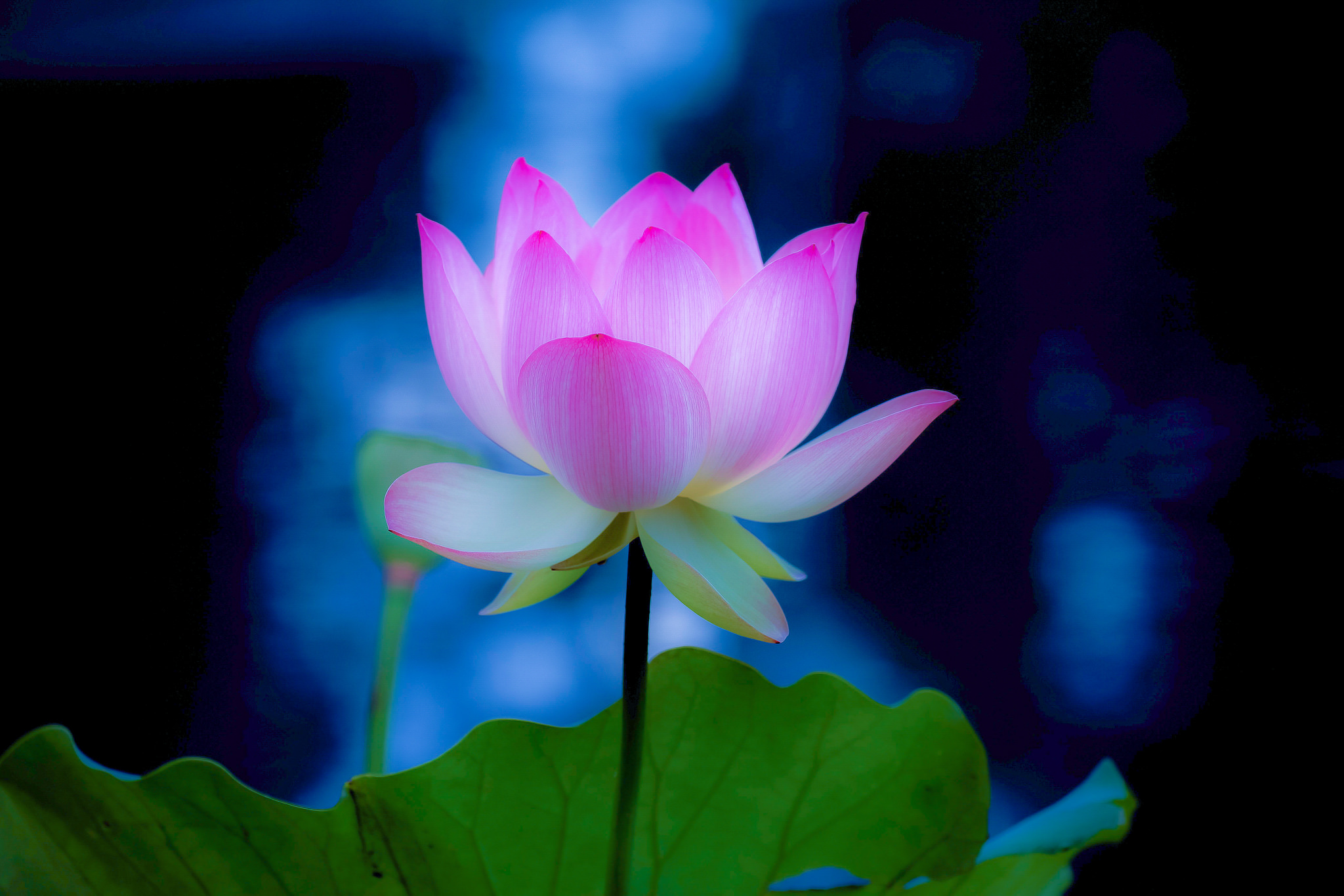 Lotus Flowerz