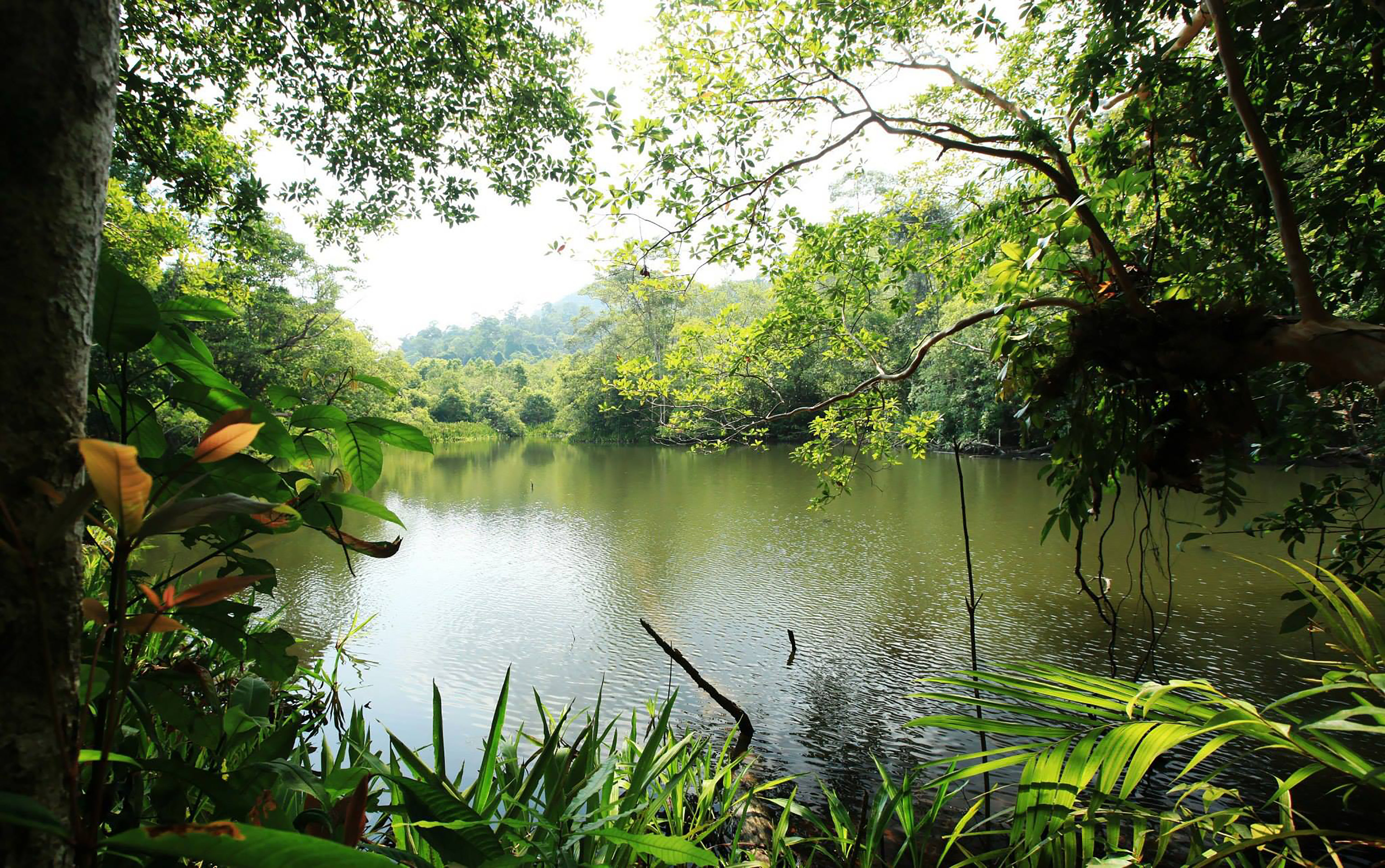 Wallpapers wood water nature on the desktop