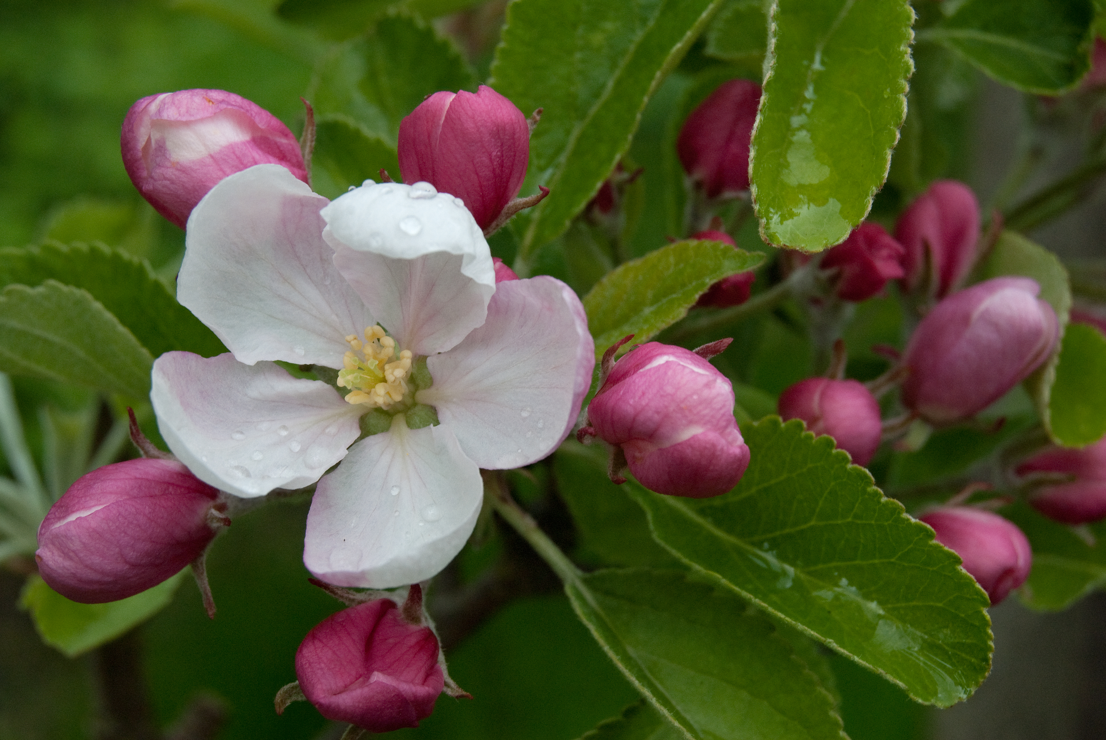 Free photo Apple tree in bloom