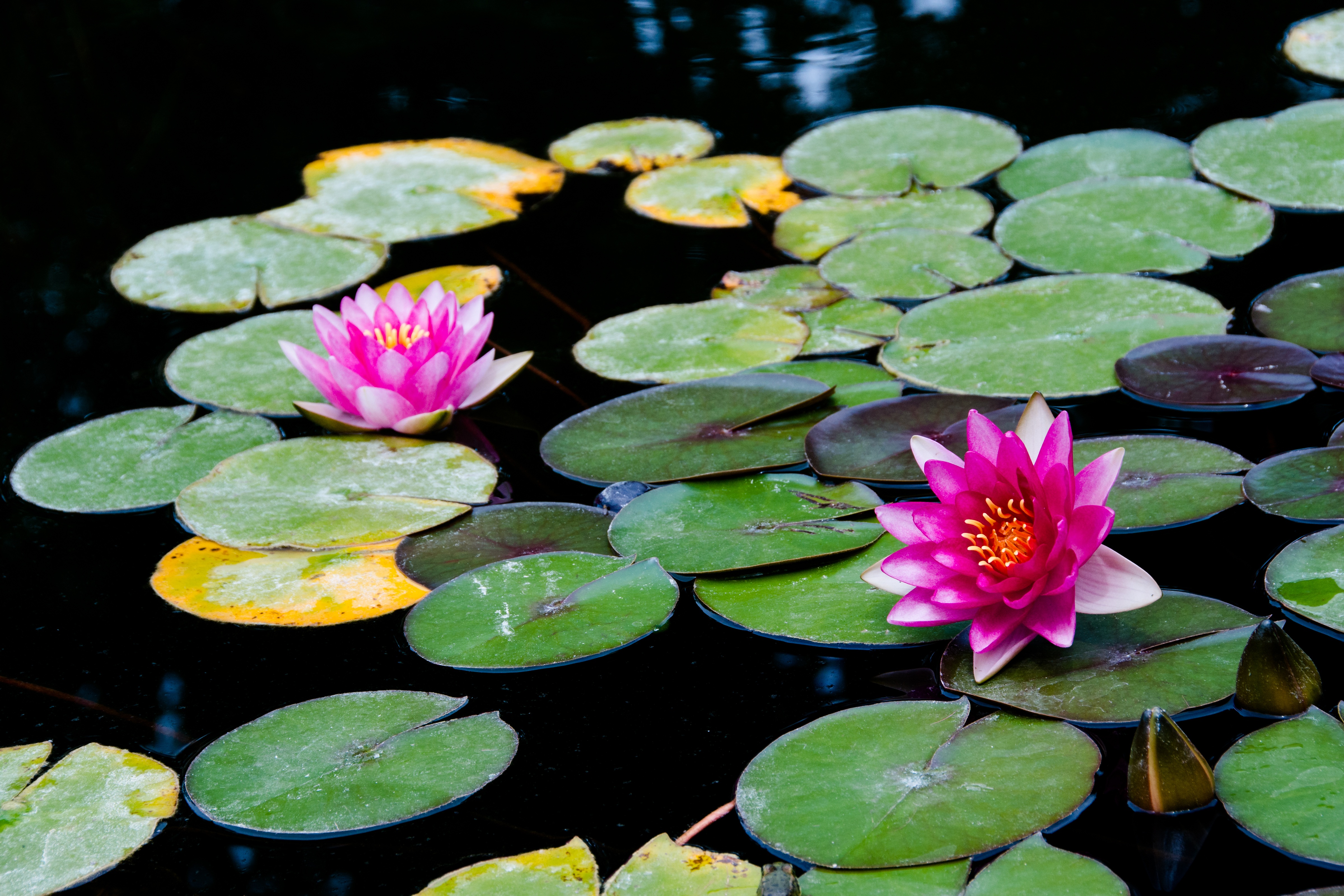 Wallpapers water-lilies pink flowers flowers on the desktop