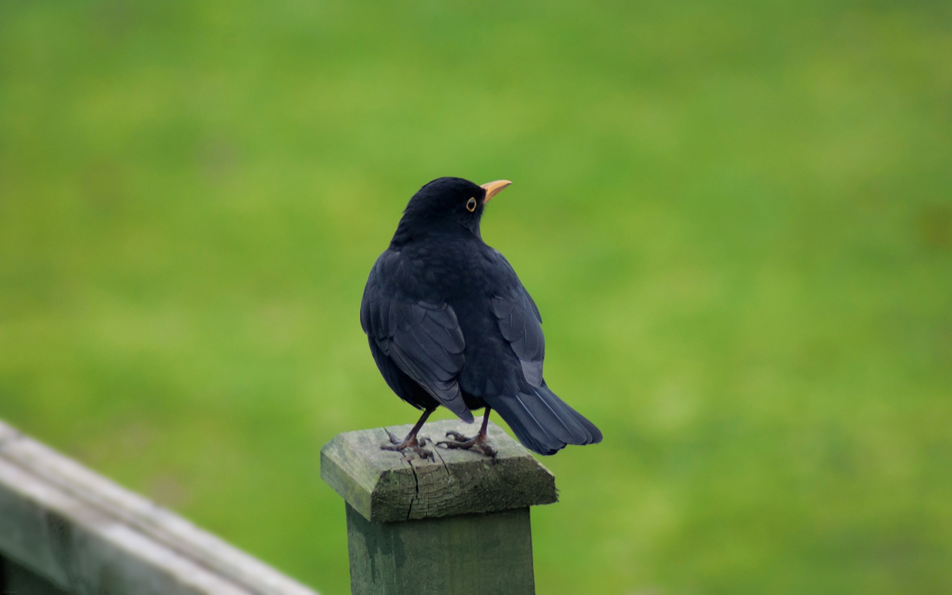 Wallpapers blackbird black feathers on the desktop